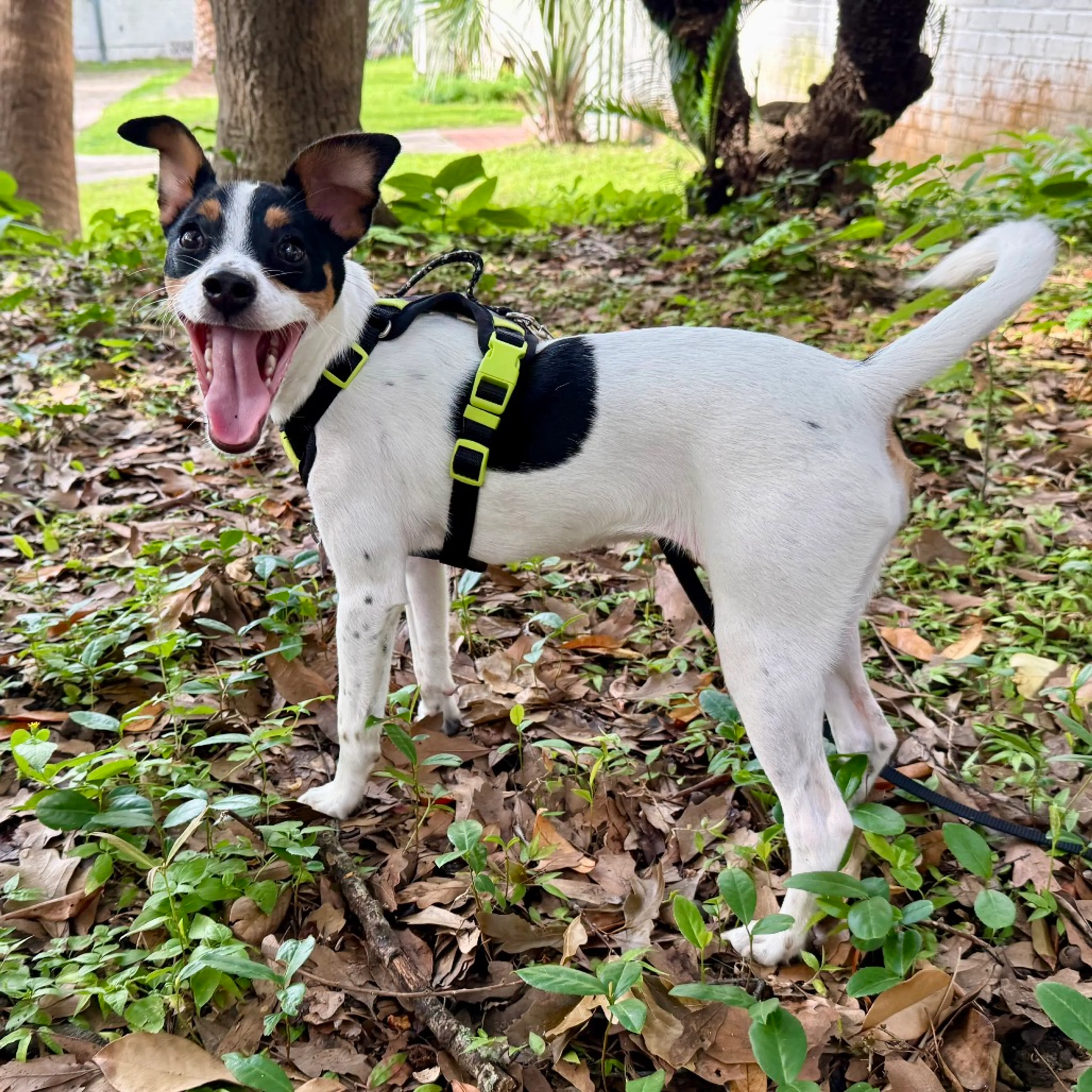 Found pet-4
