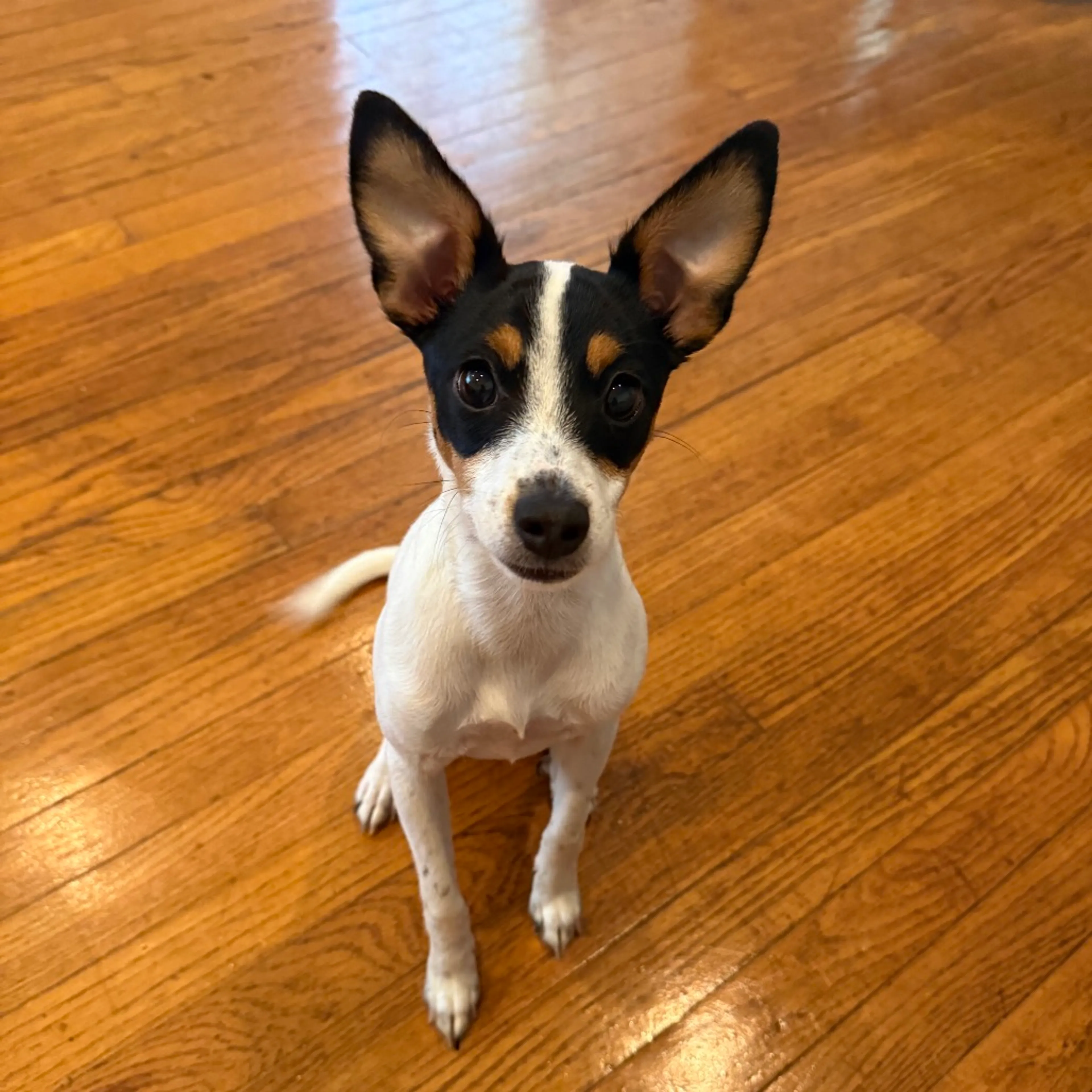 Found pet-2