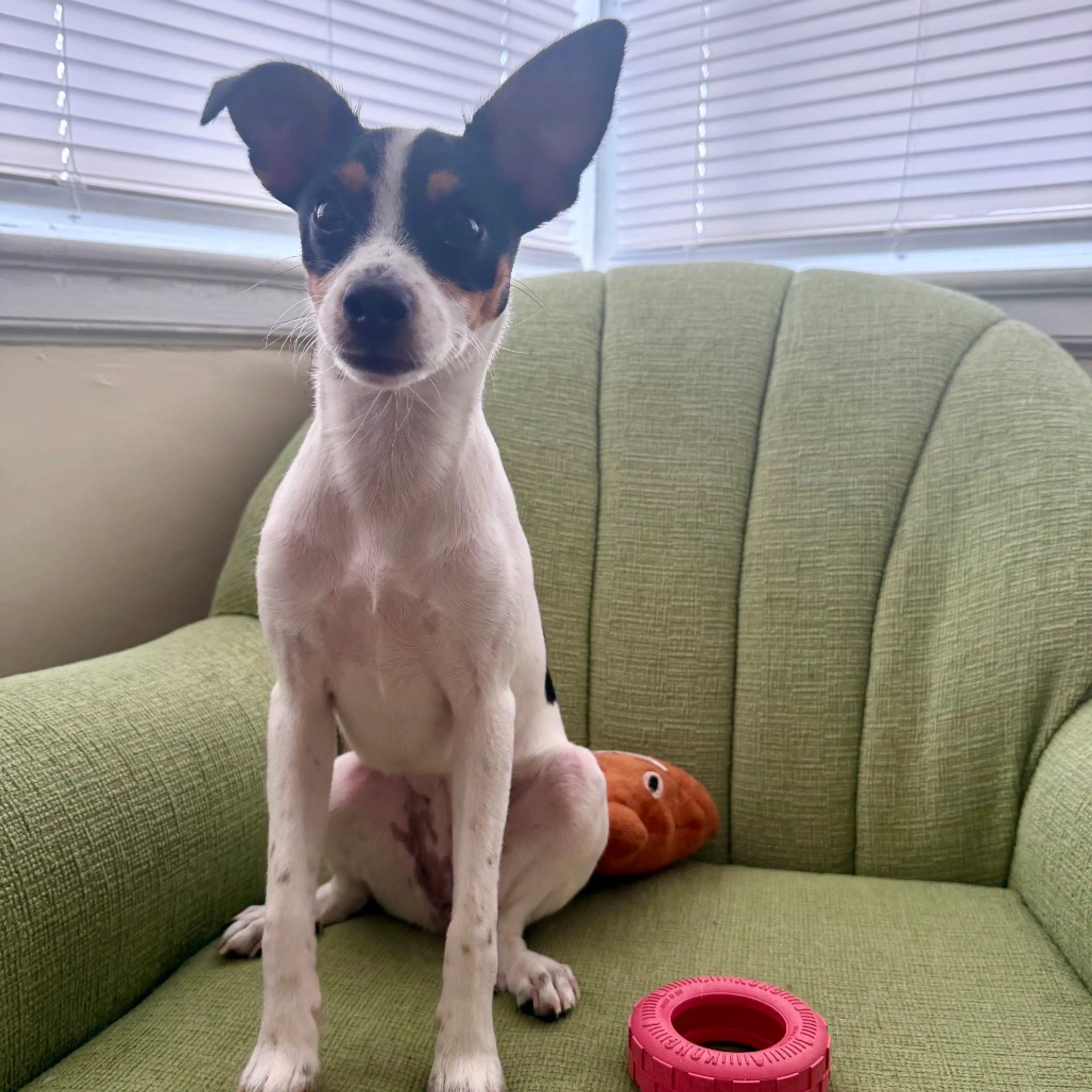 Found pet-3