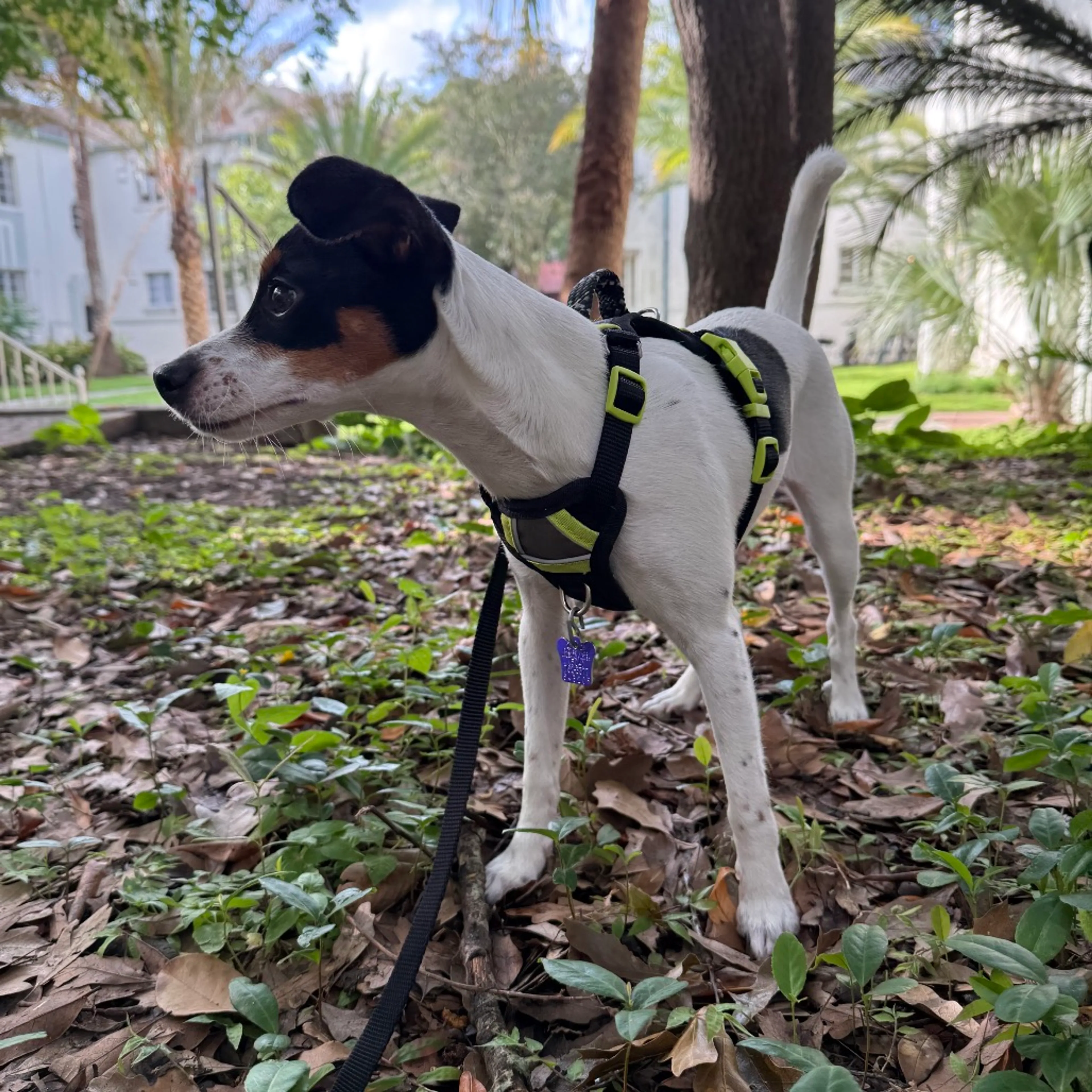 Found pet-5