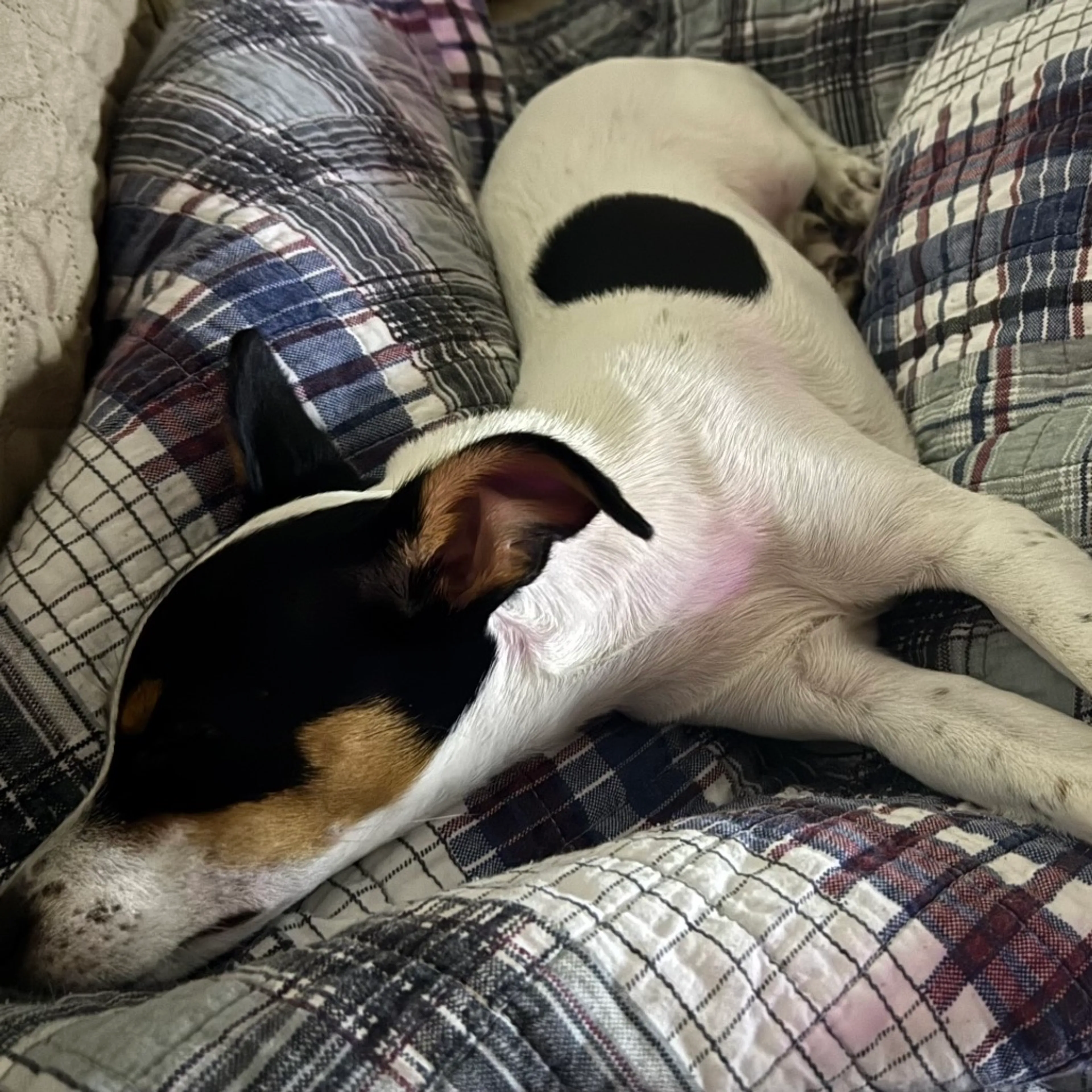 Found pet-1