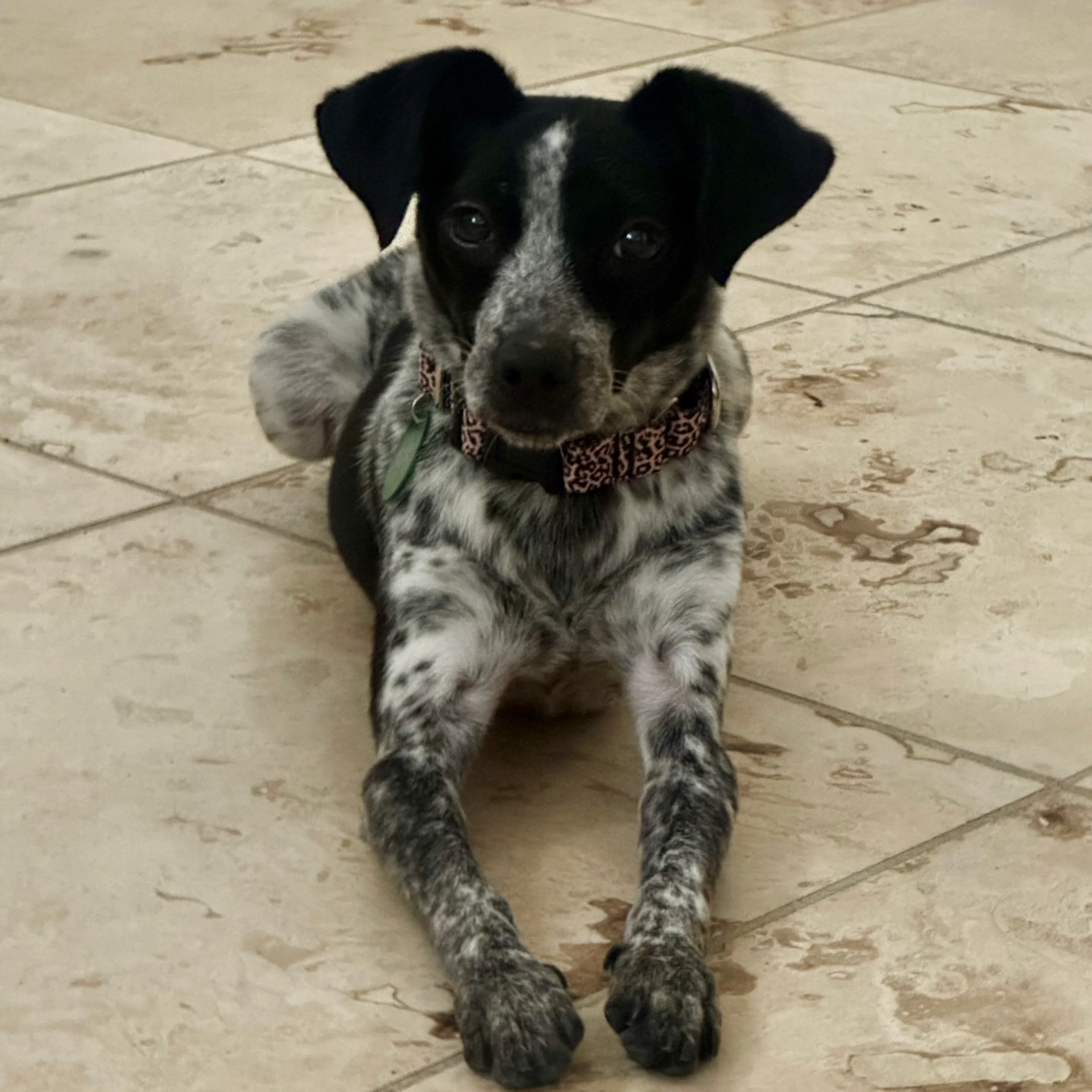 Found pet-5