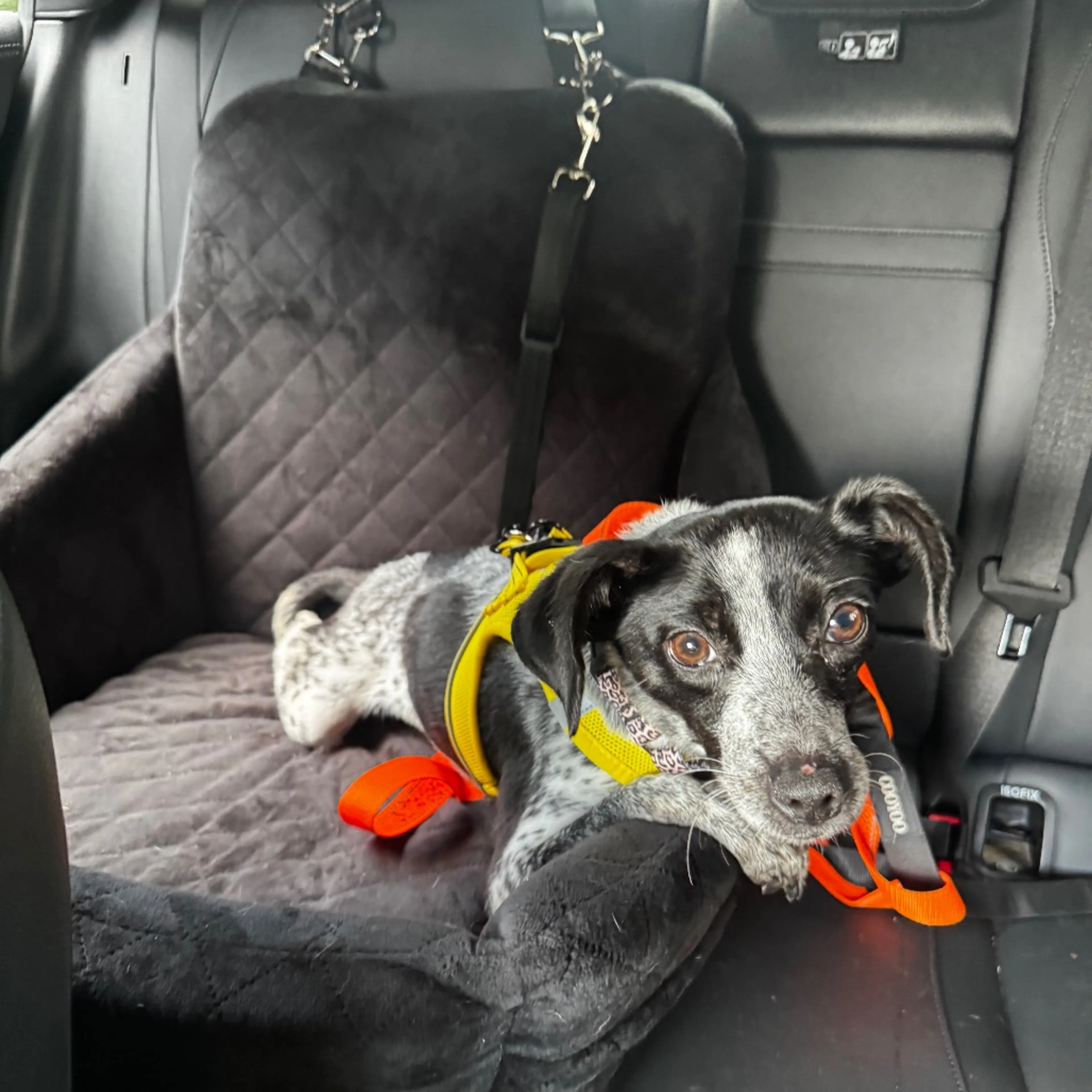Found pet-4
