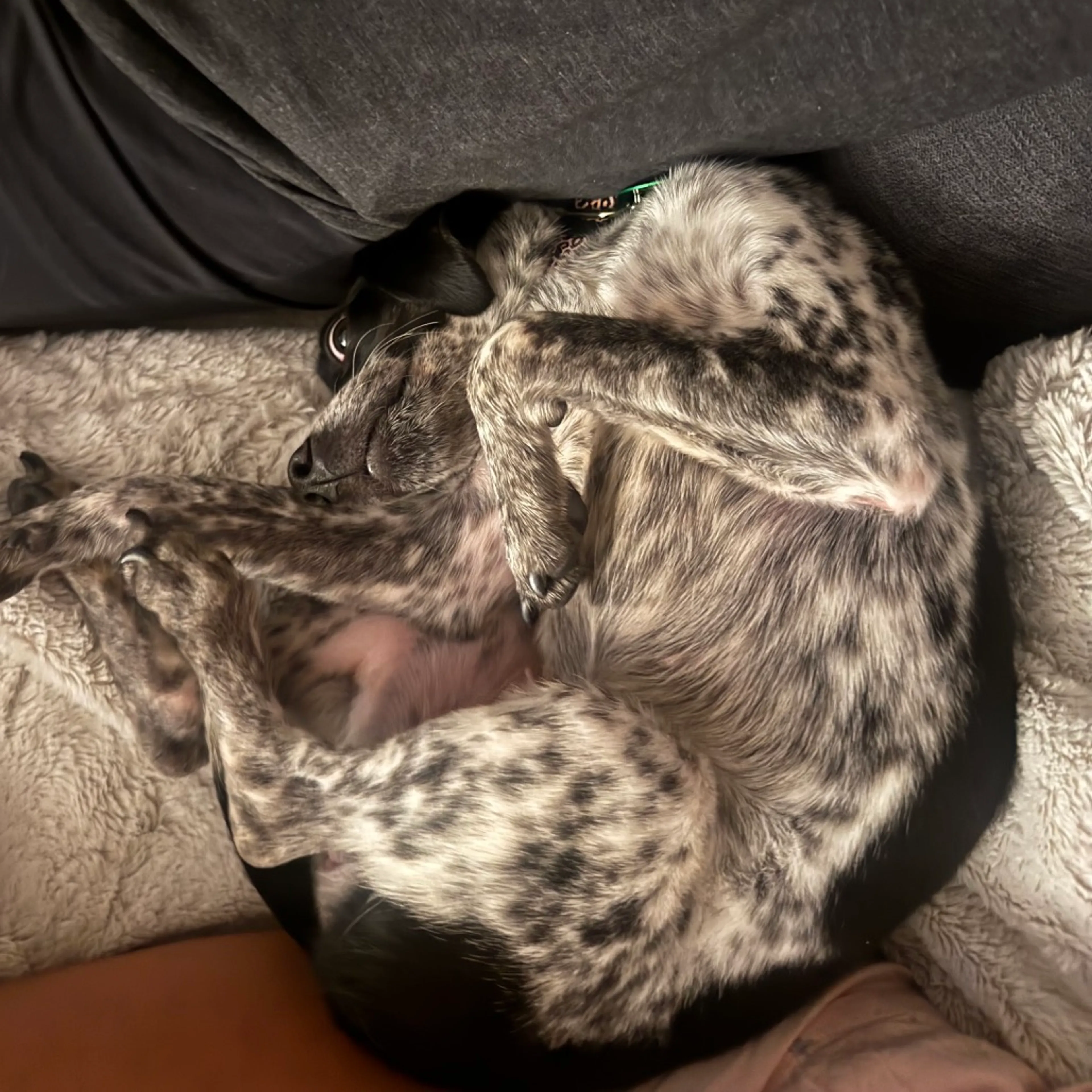 Found pet-6