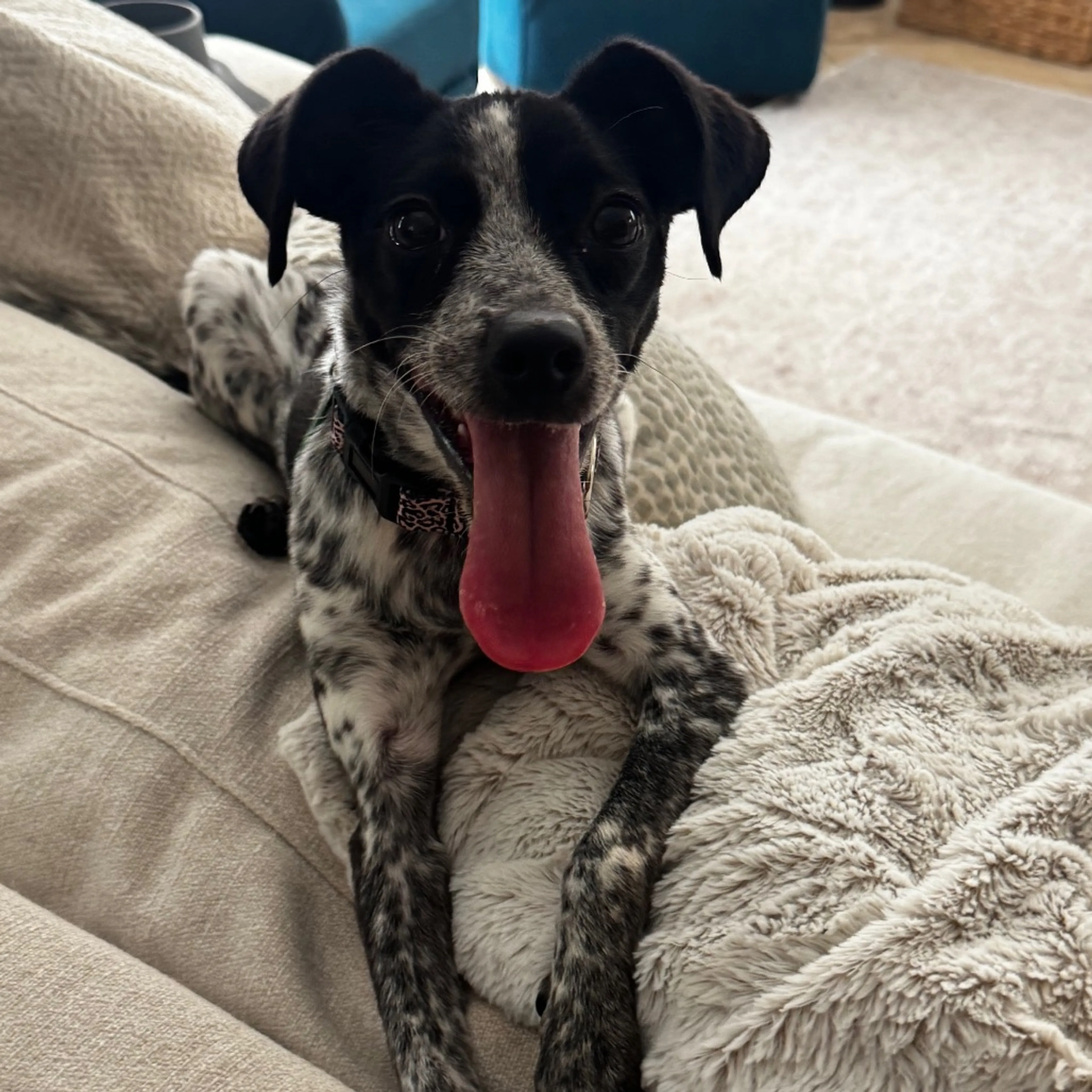 Found pet-3