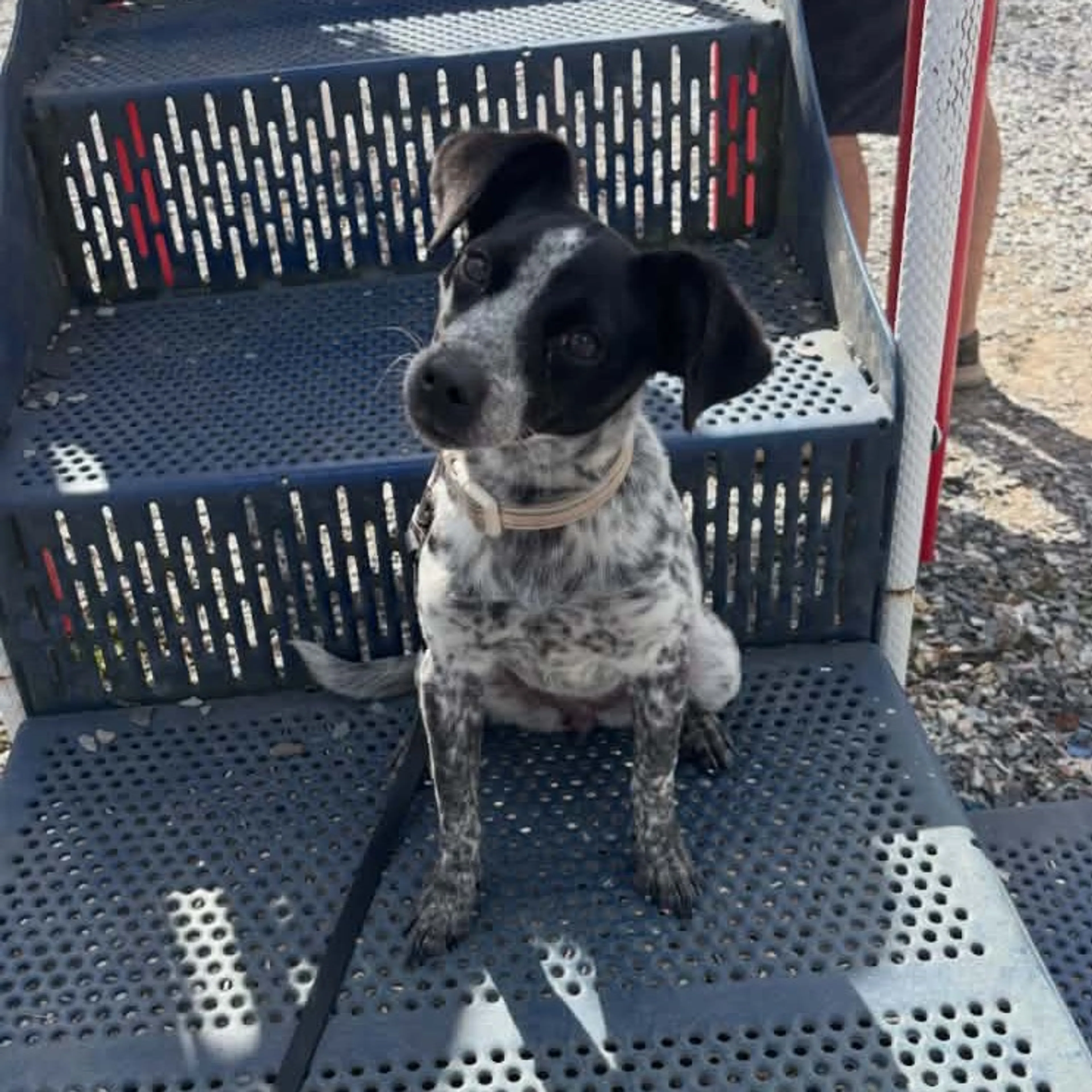 Found pet-1