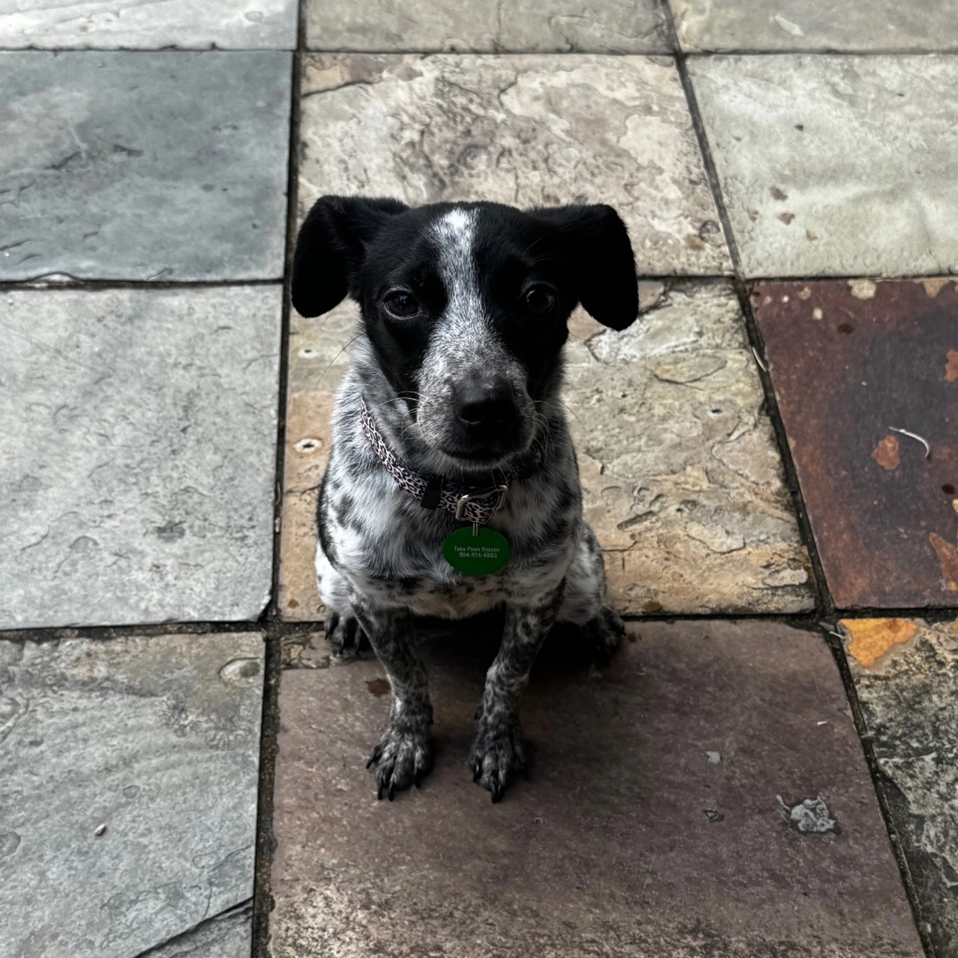 Found pet-2