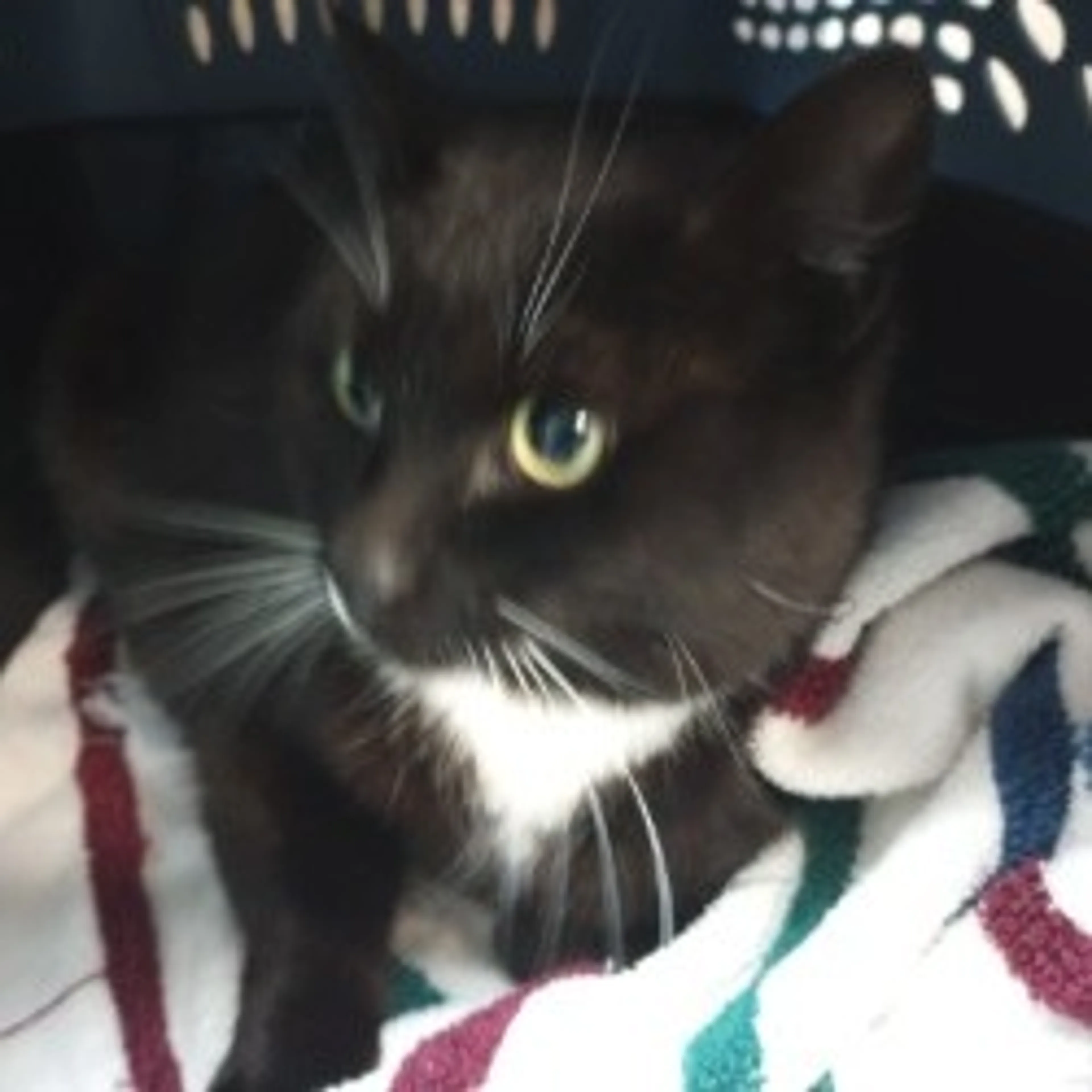 Found pet
