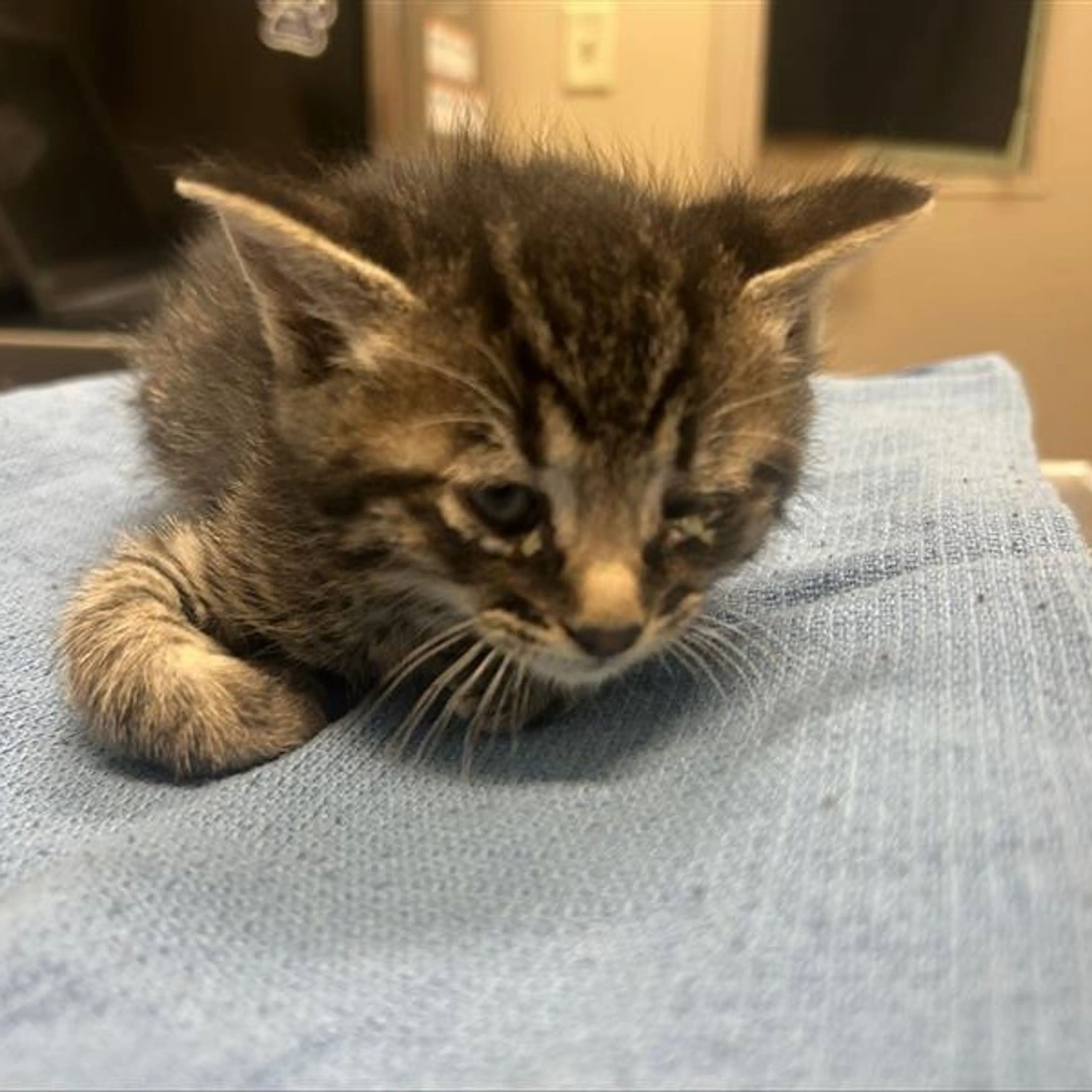 Found pet-1