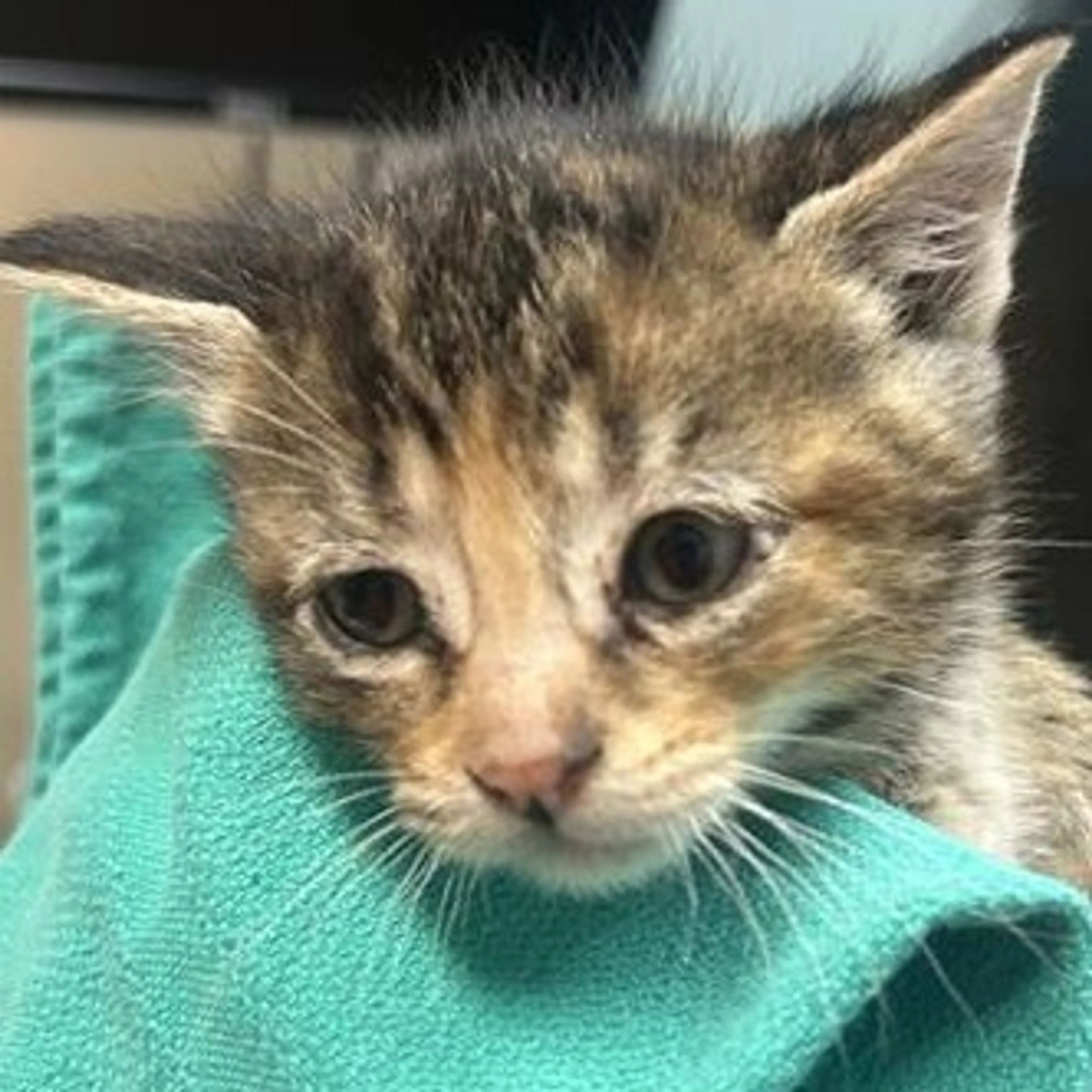 Found pet-1