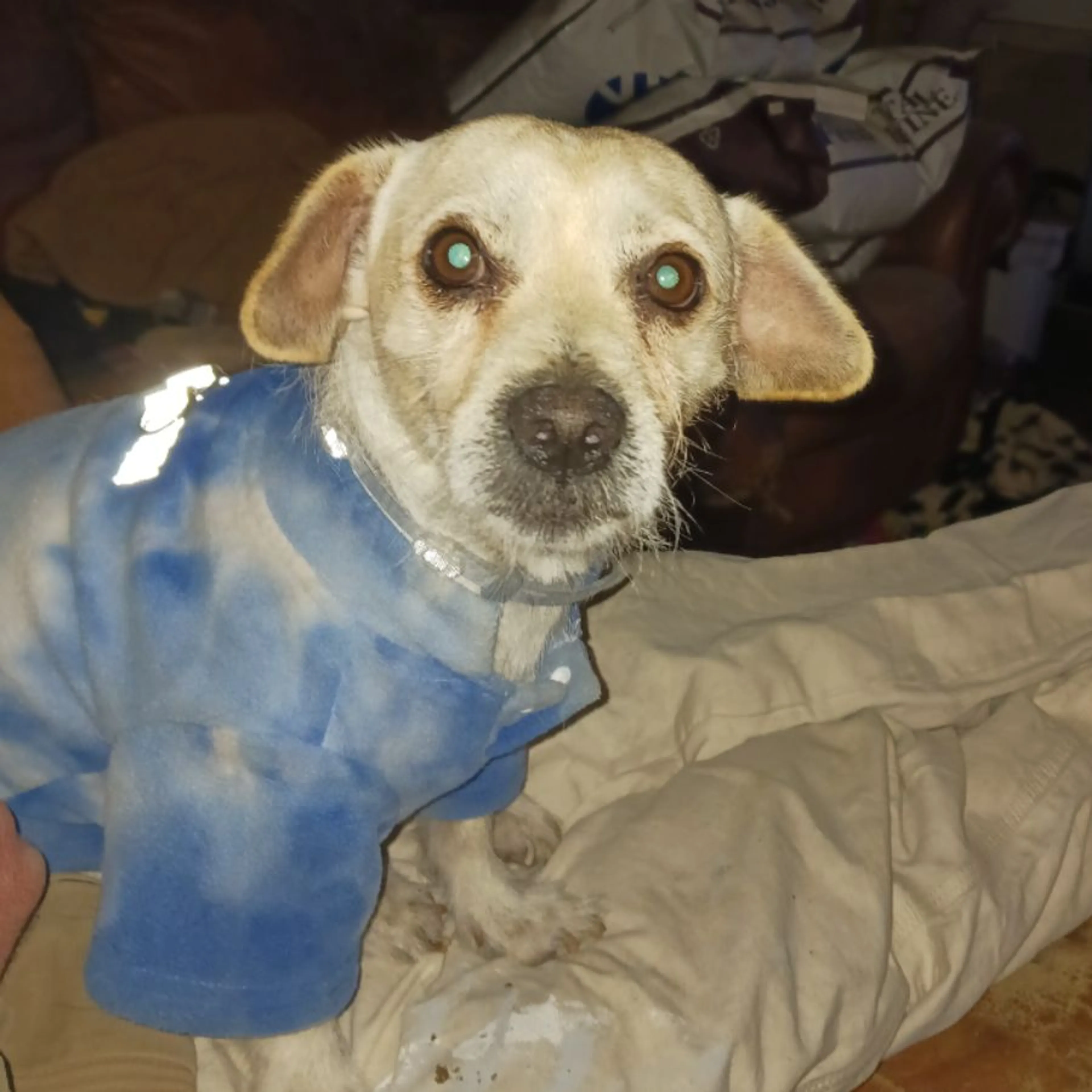 Lost pet-0