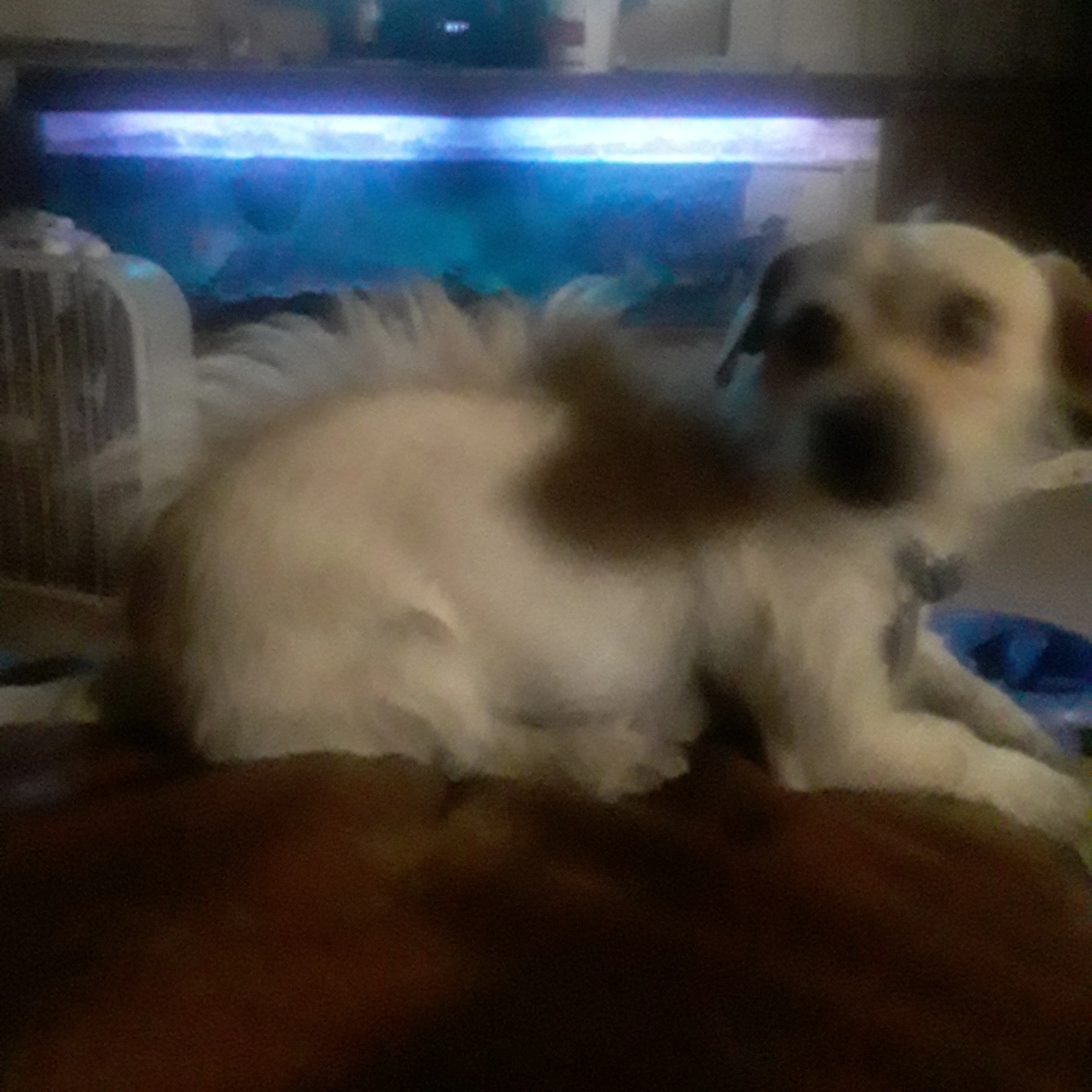 Lost pet-1