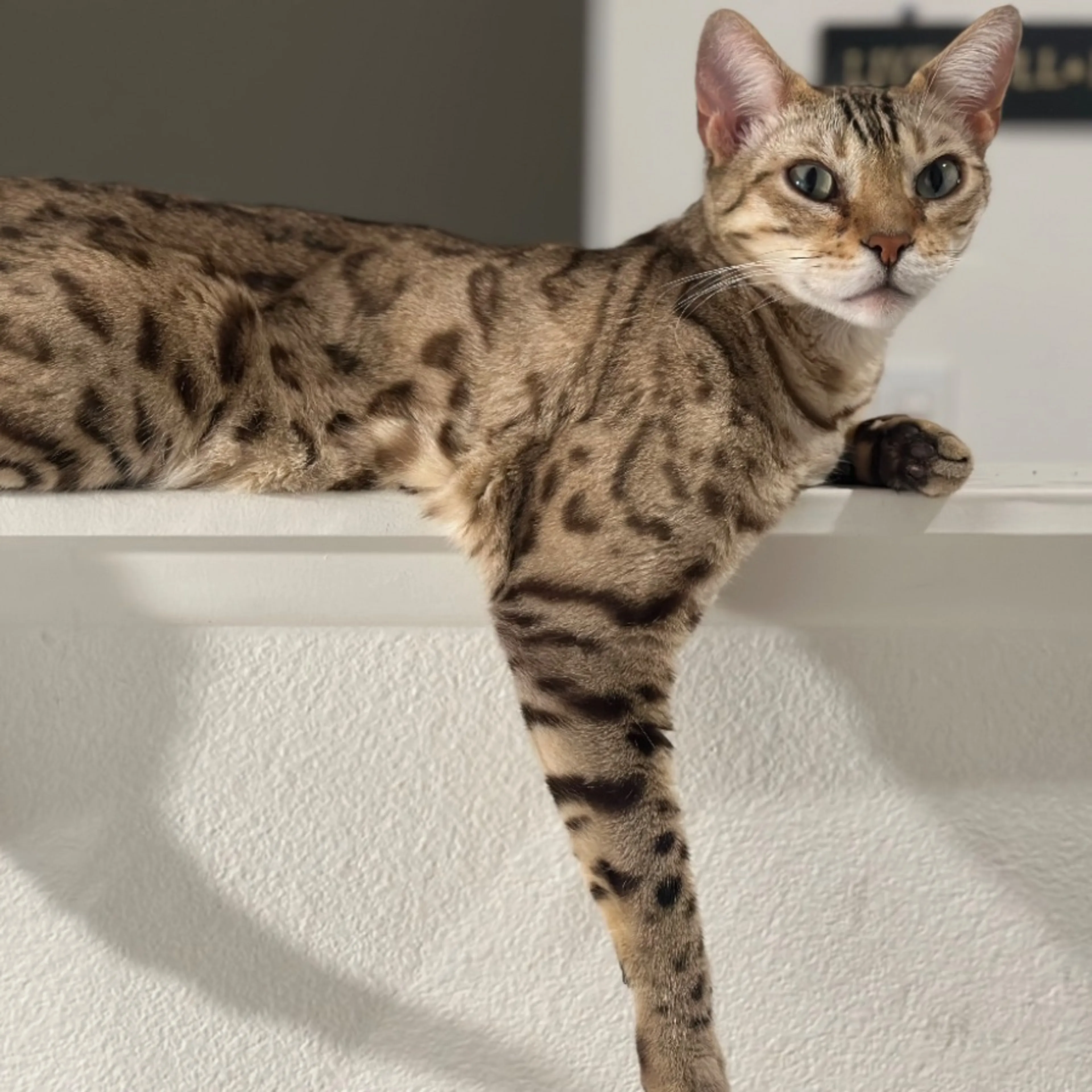 Lost pet