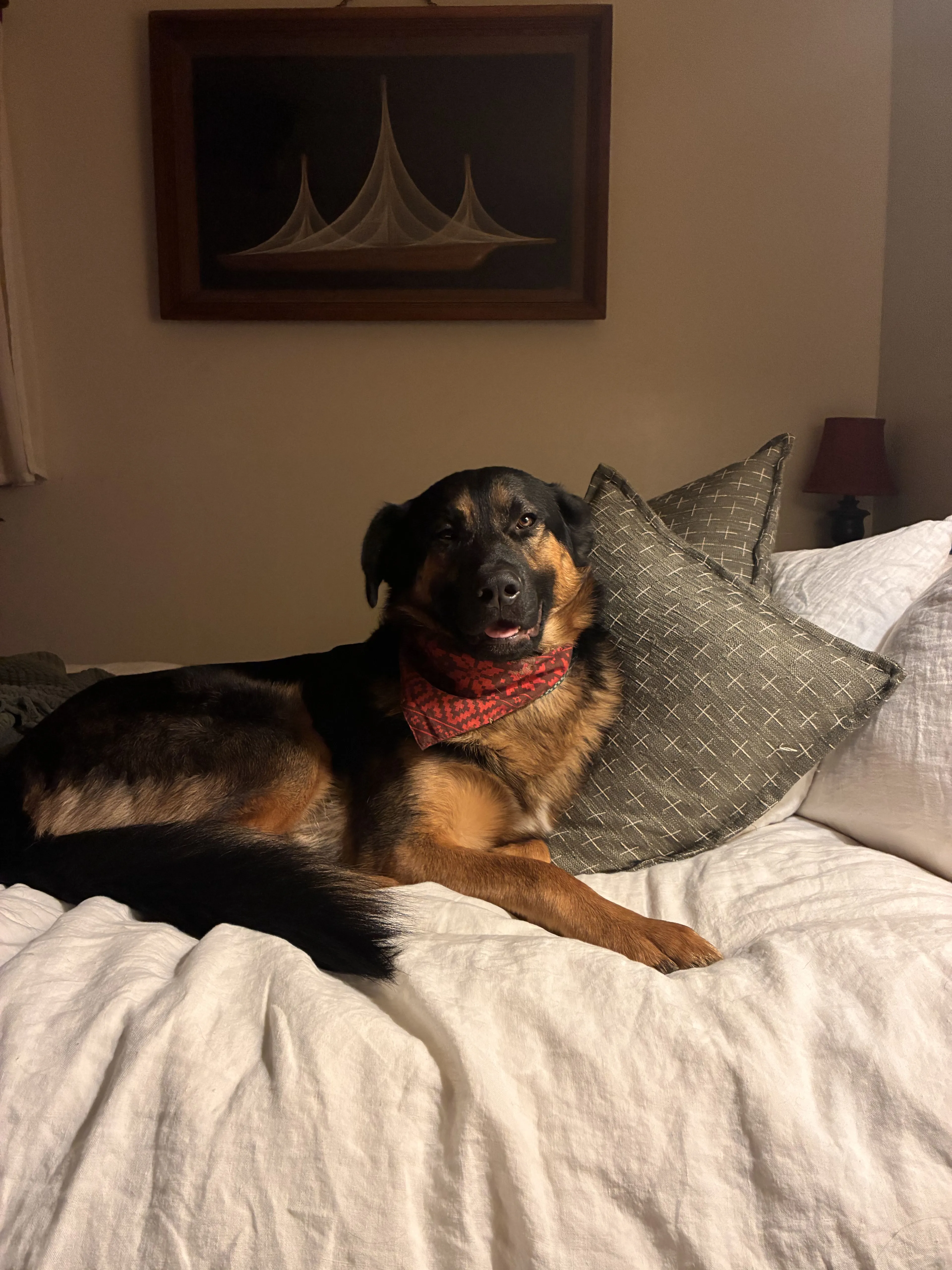 Lost pet-2