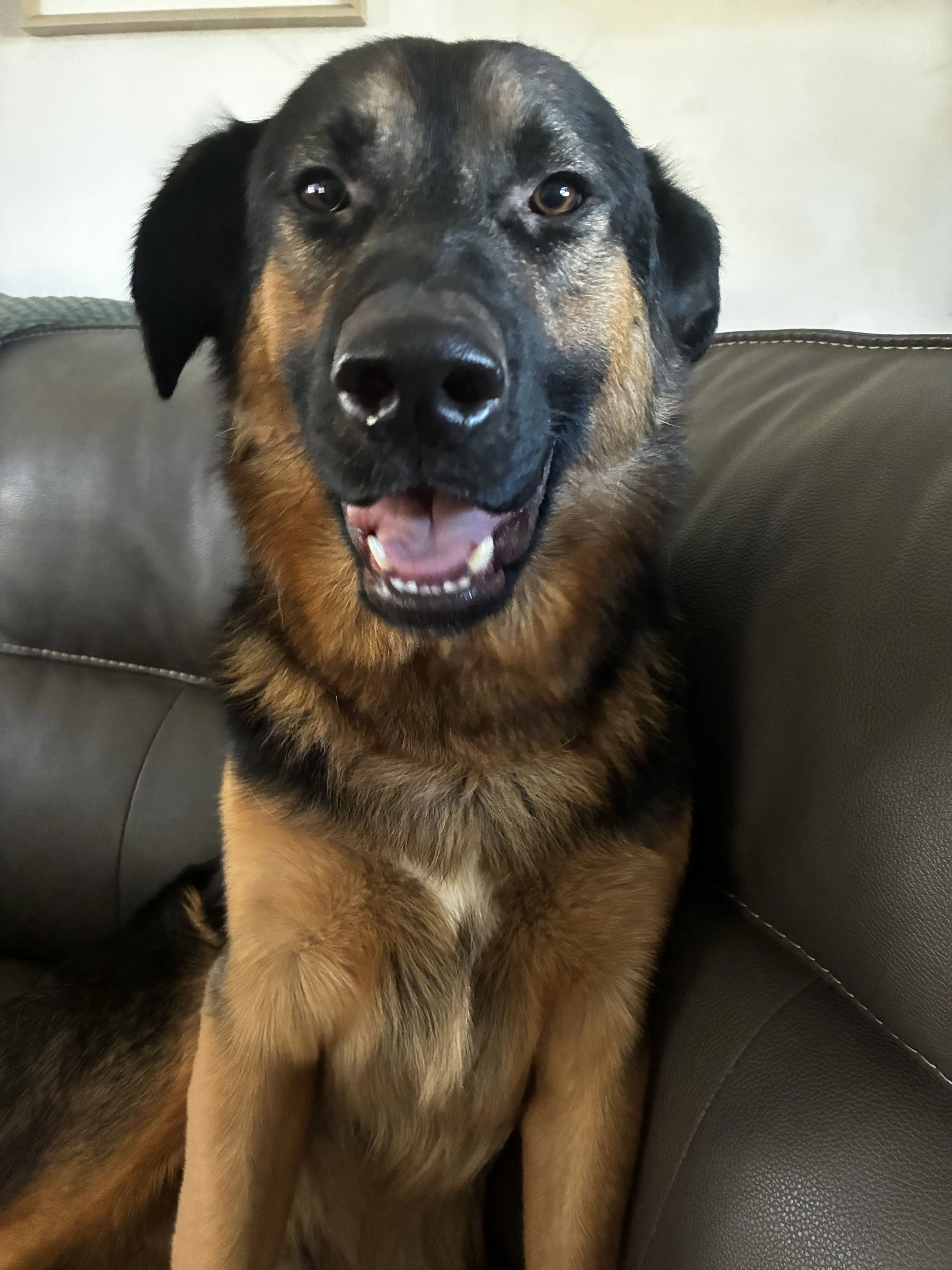 Lost pet-4