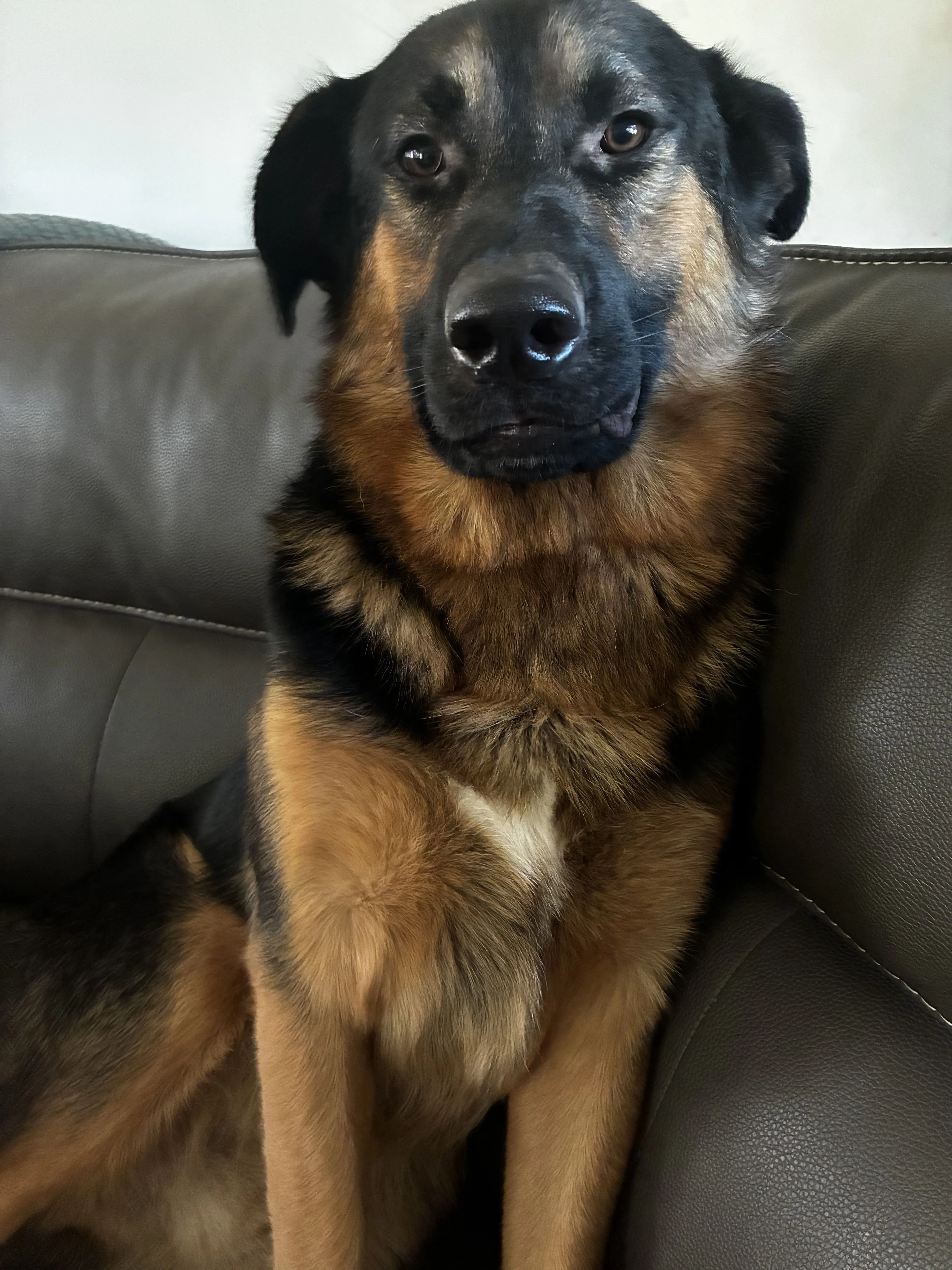 Lost pet-3