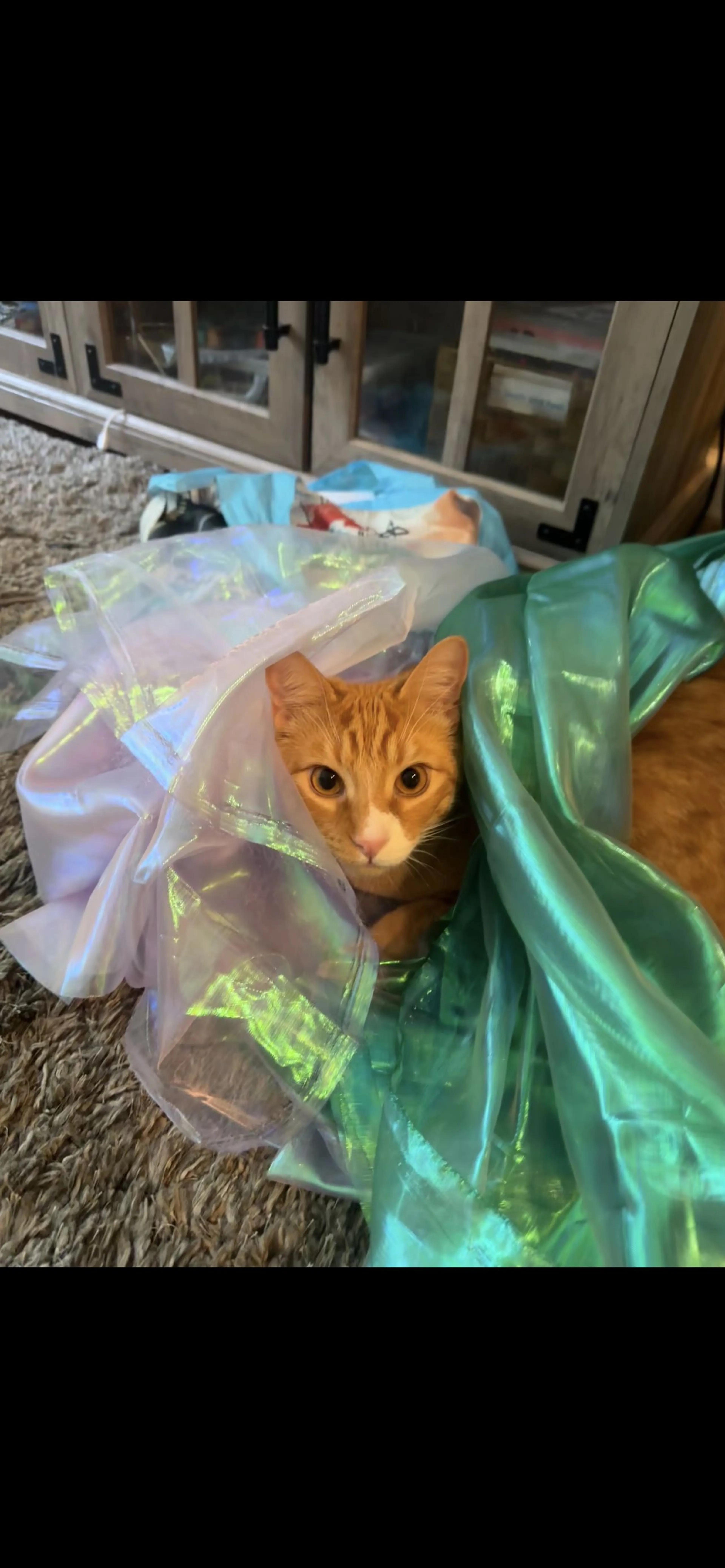 Lost pet-0