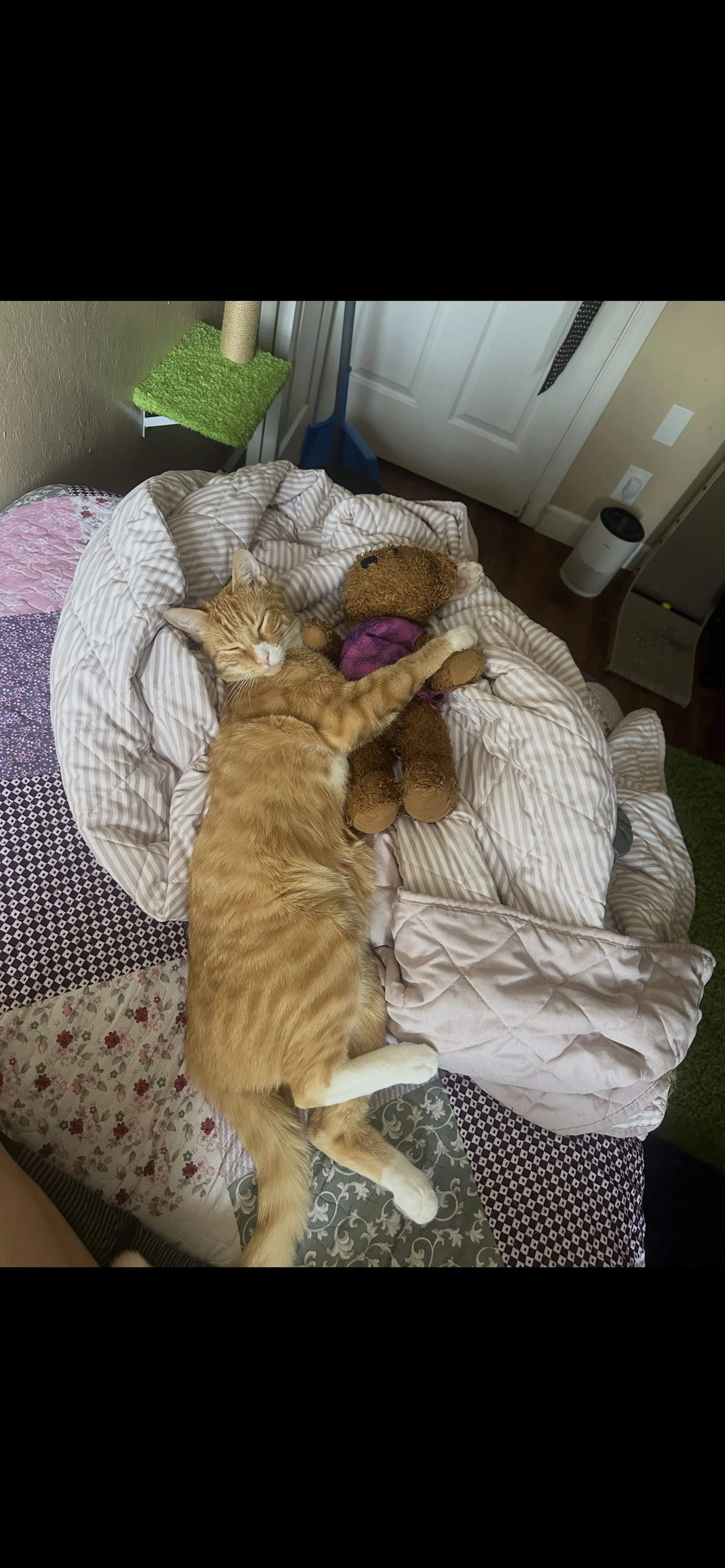 Lost pet-1