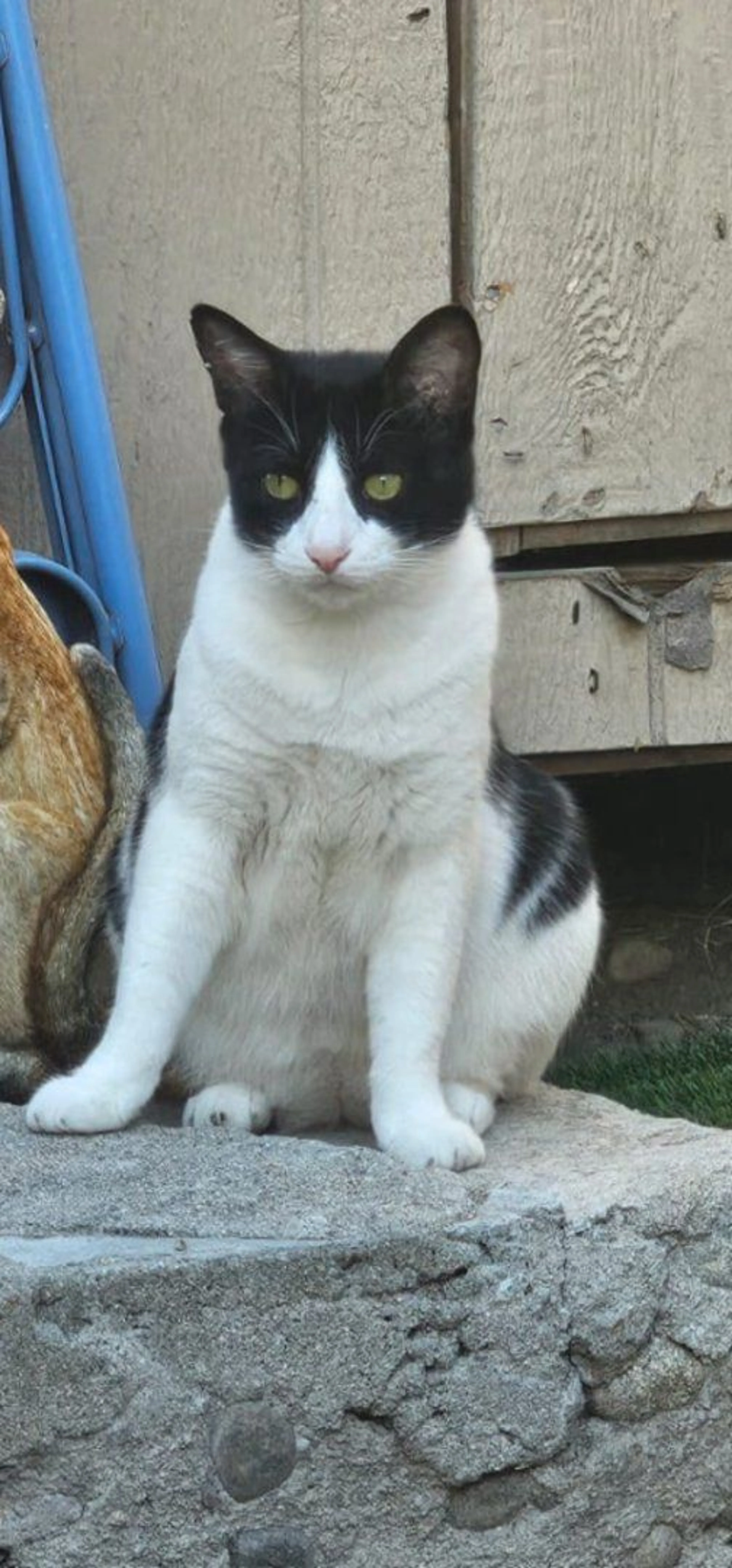 Lost pet