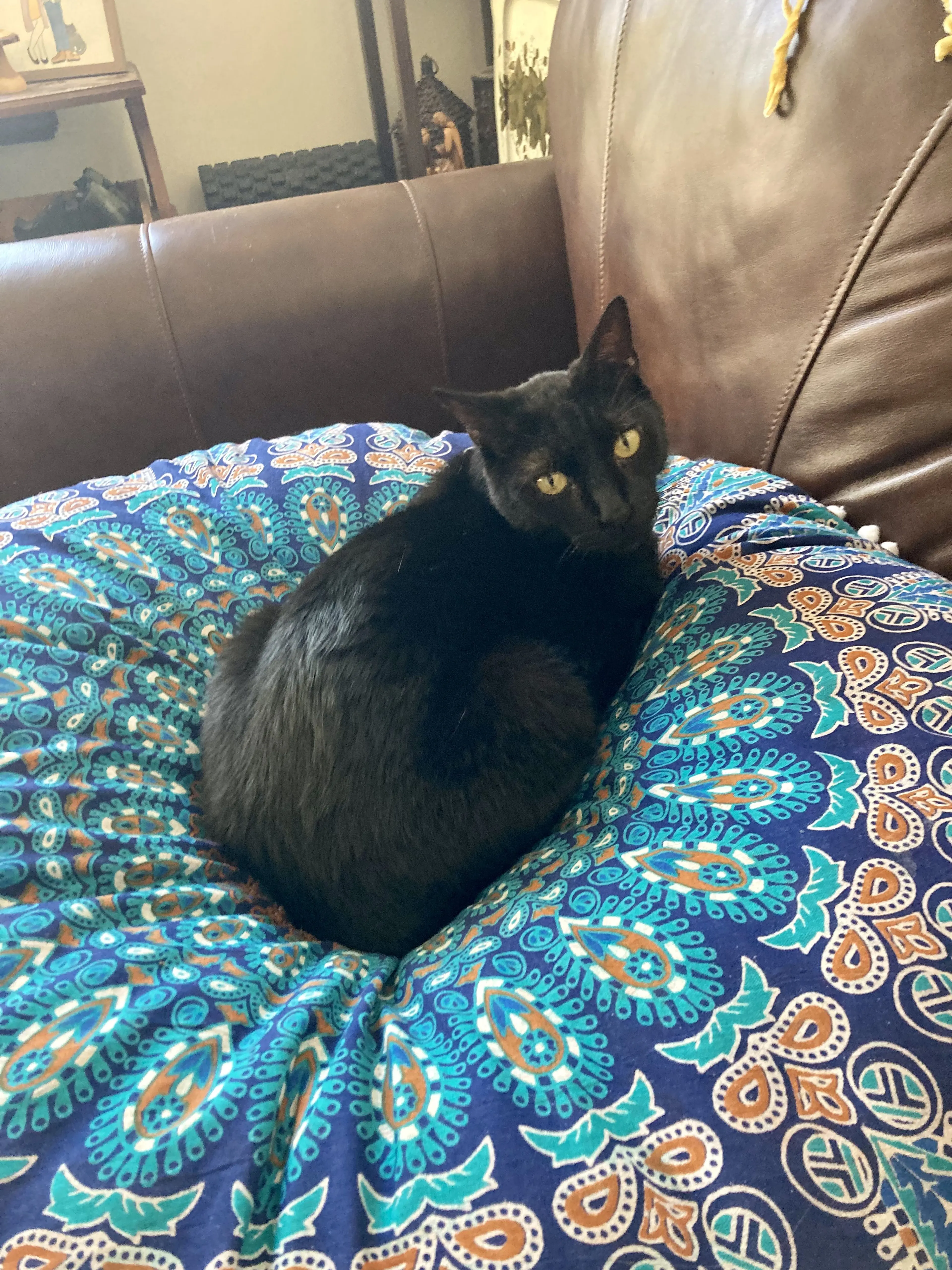Lost pet-1