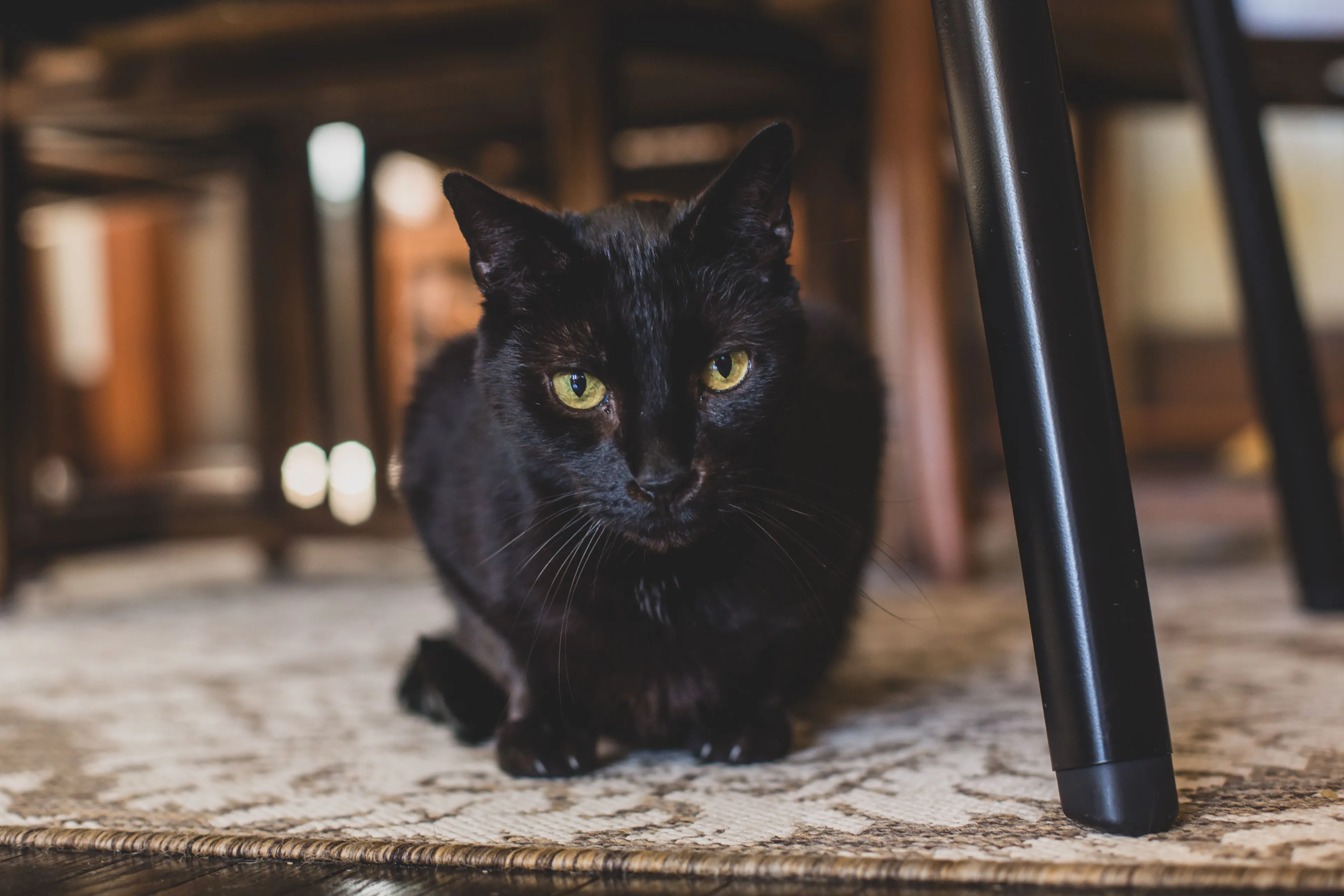 Lost pet-0