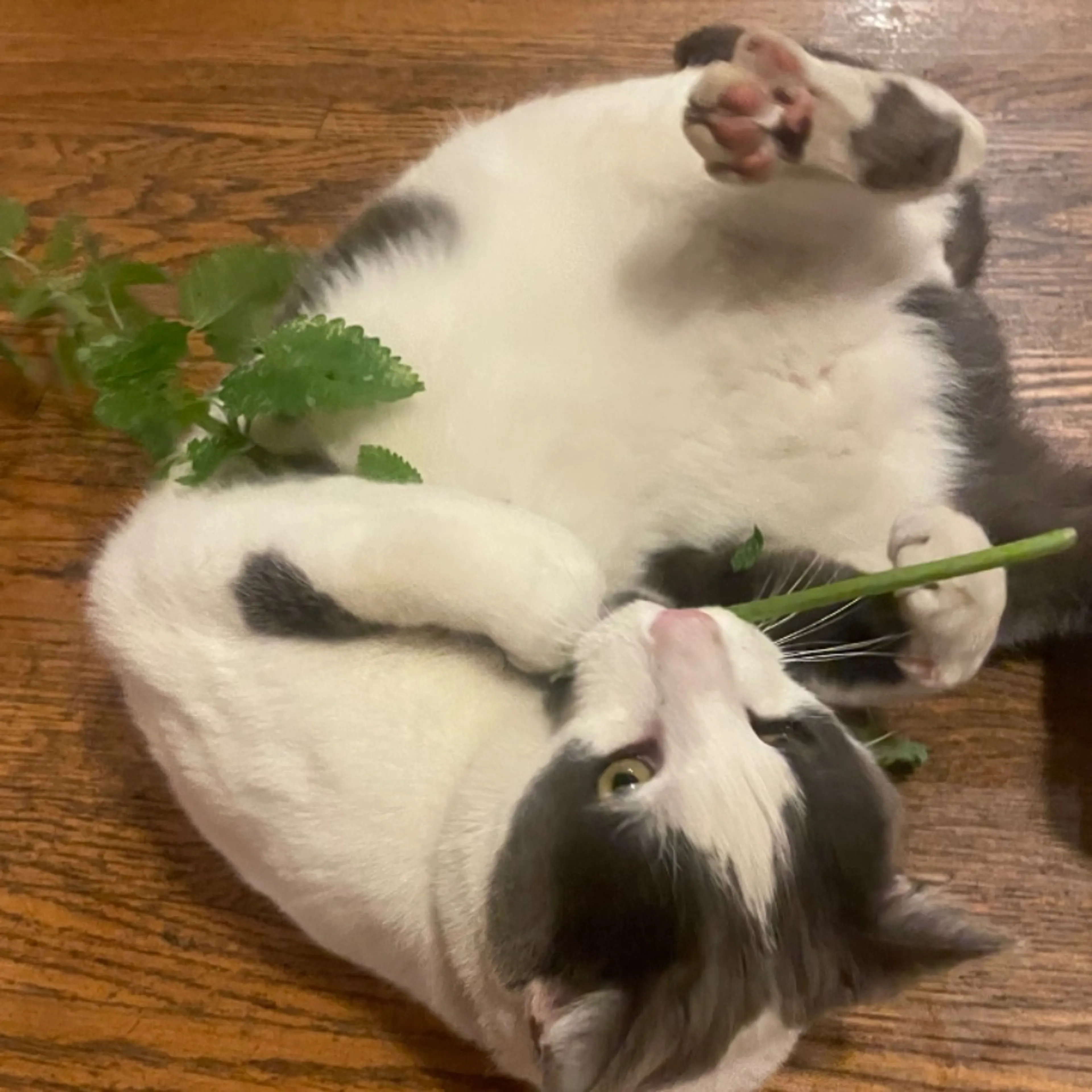 Lost pet
