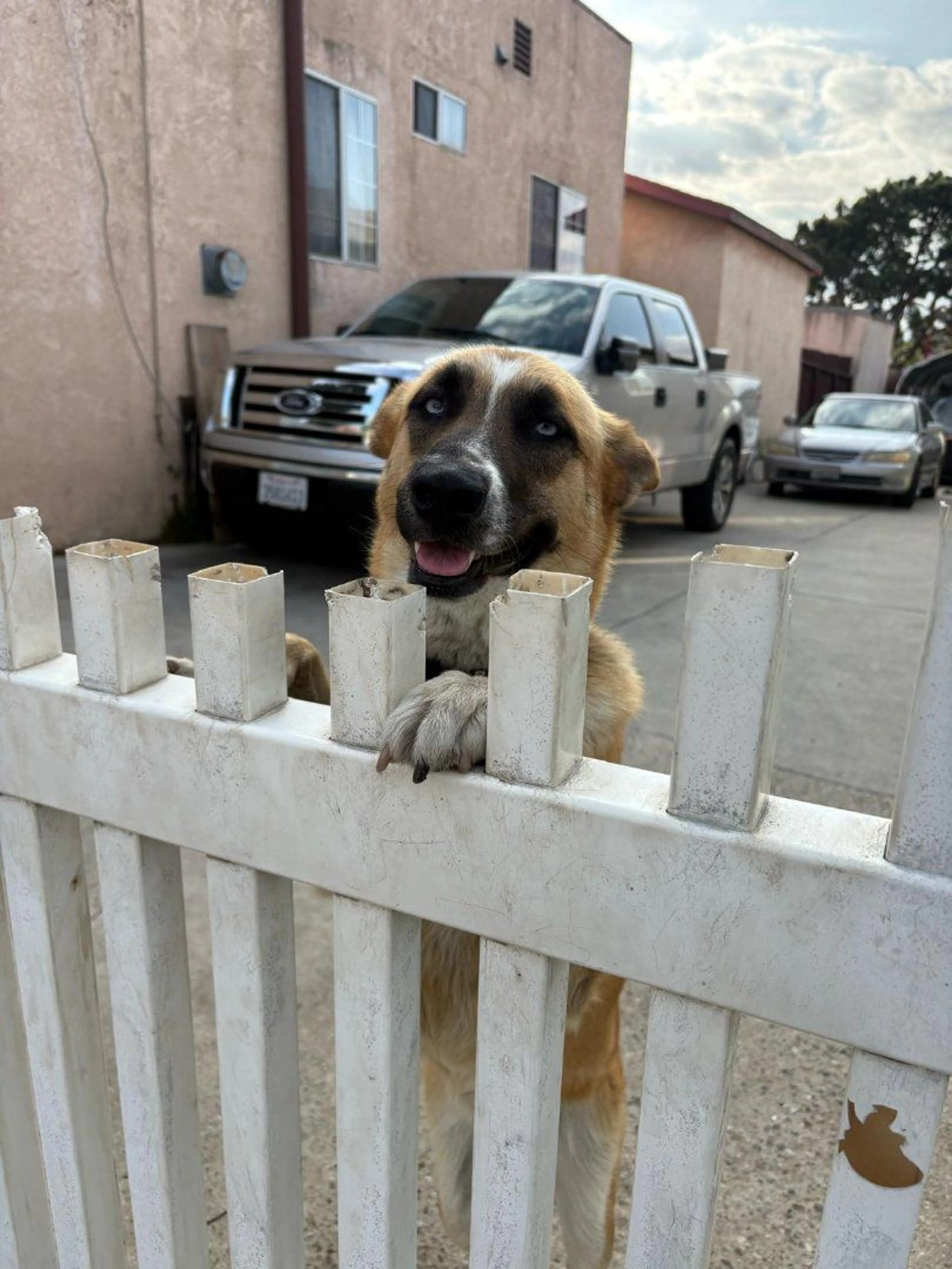 Lost pet
