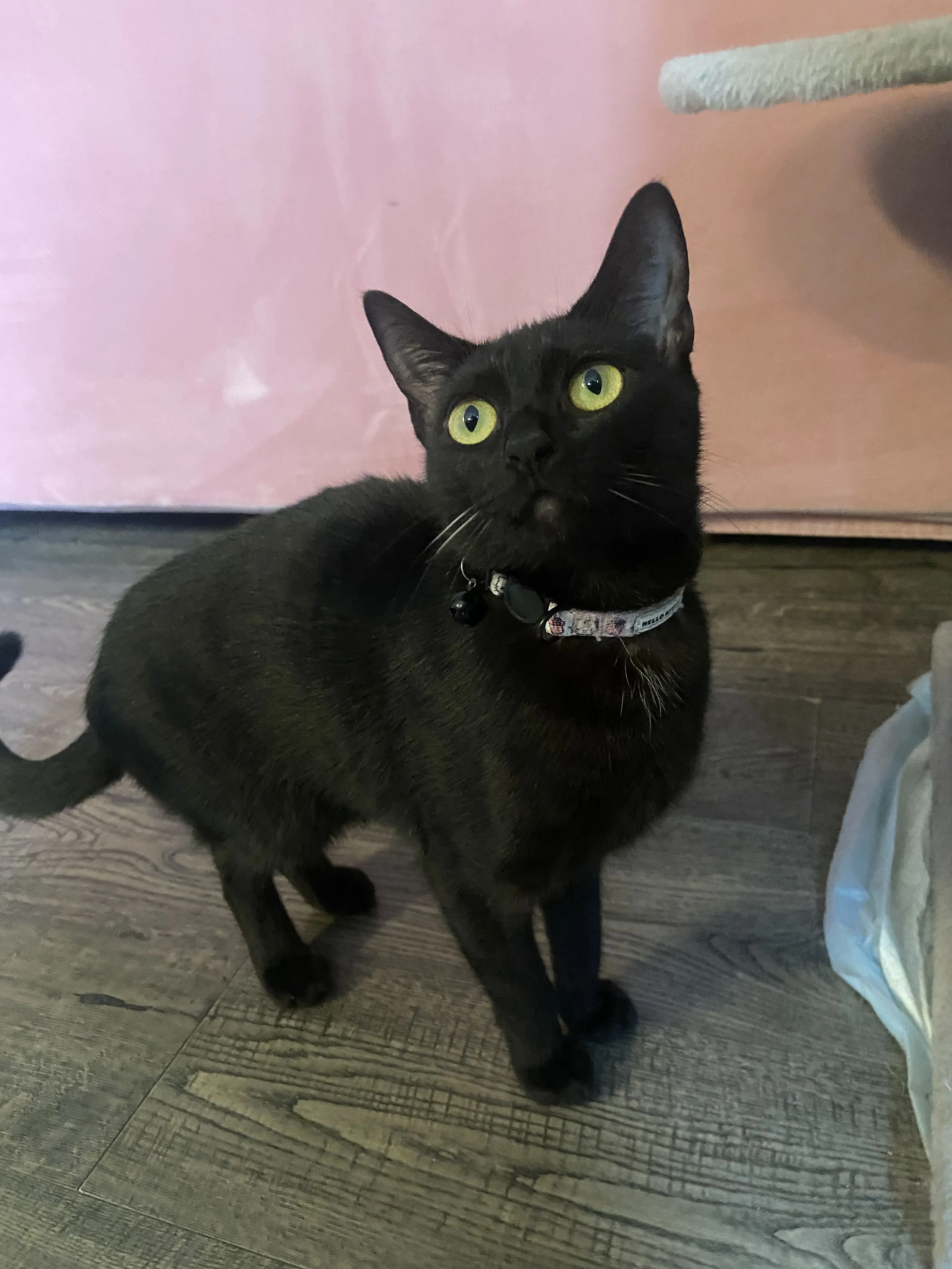 Lost pet-1