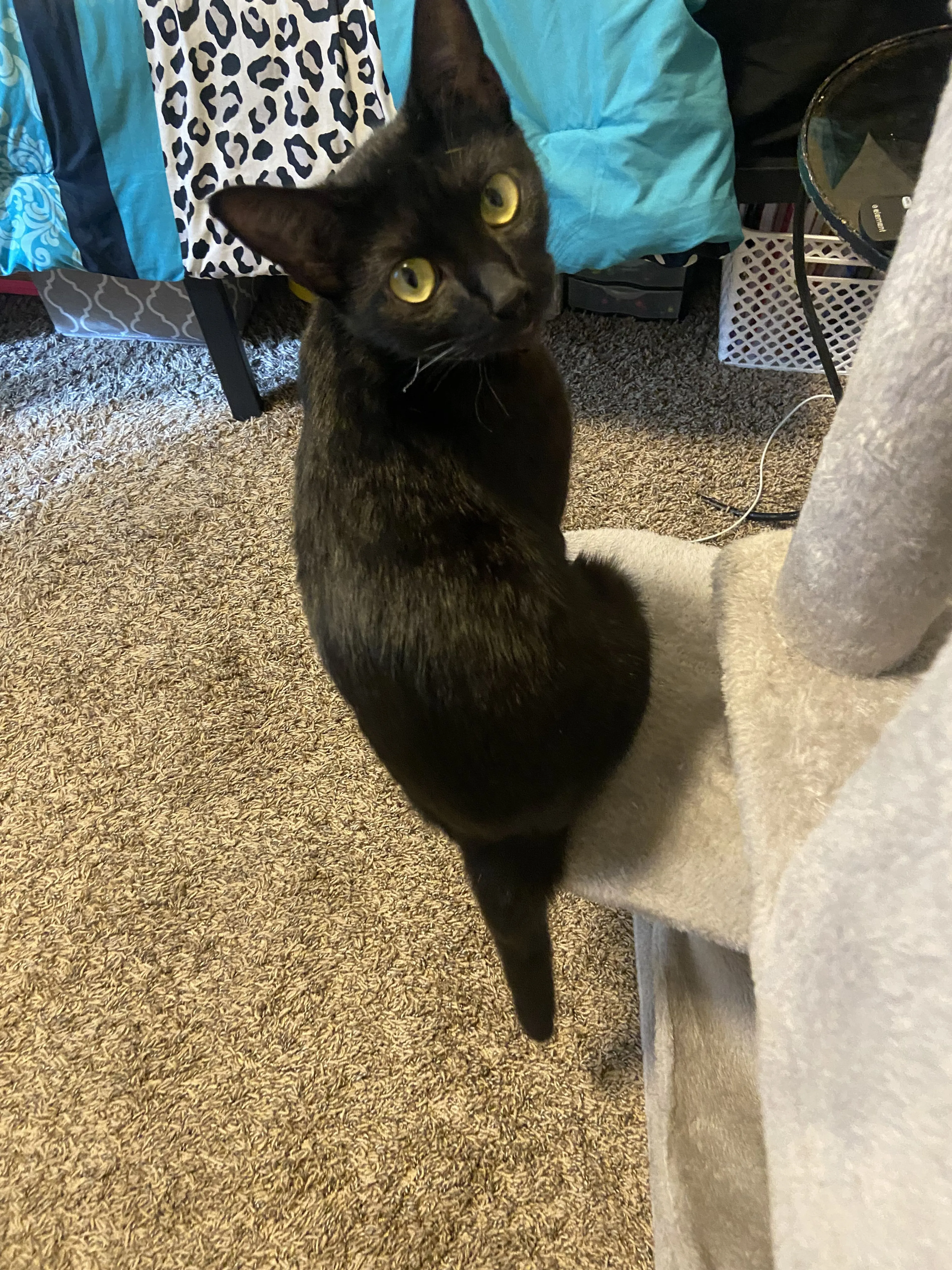 Lost pet-0