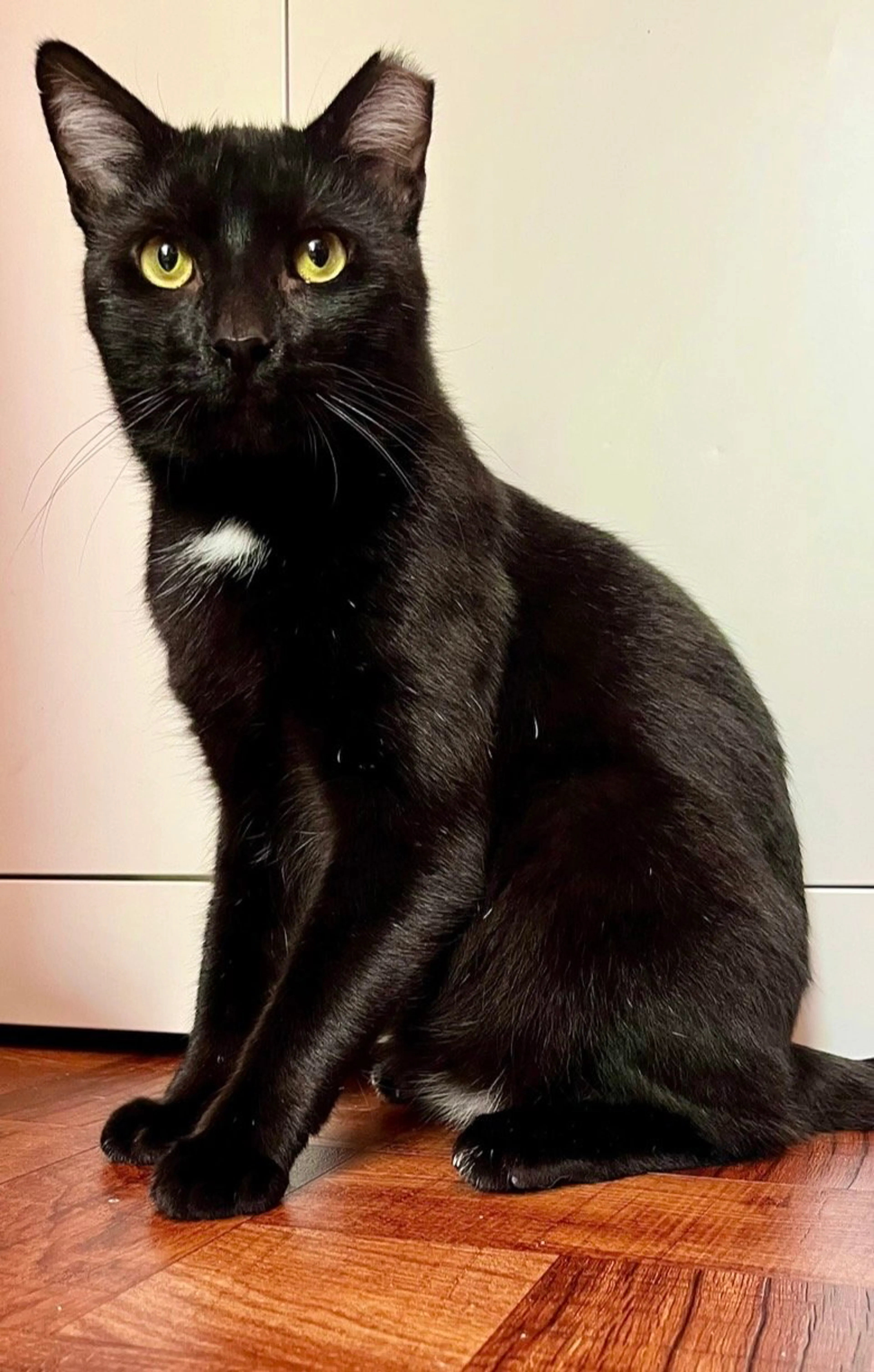 Found pet-3