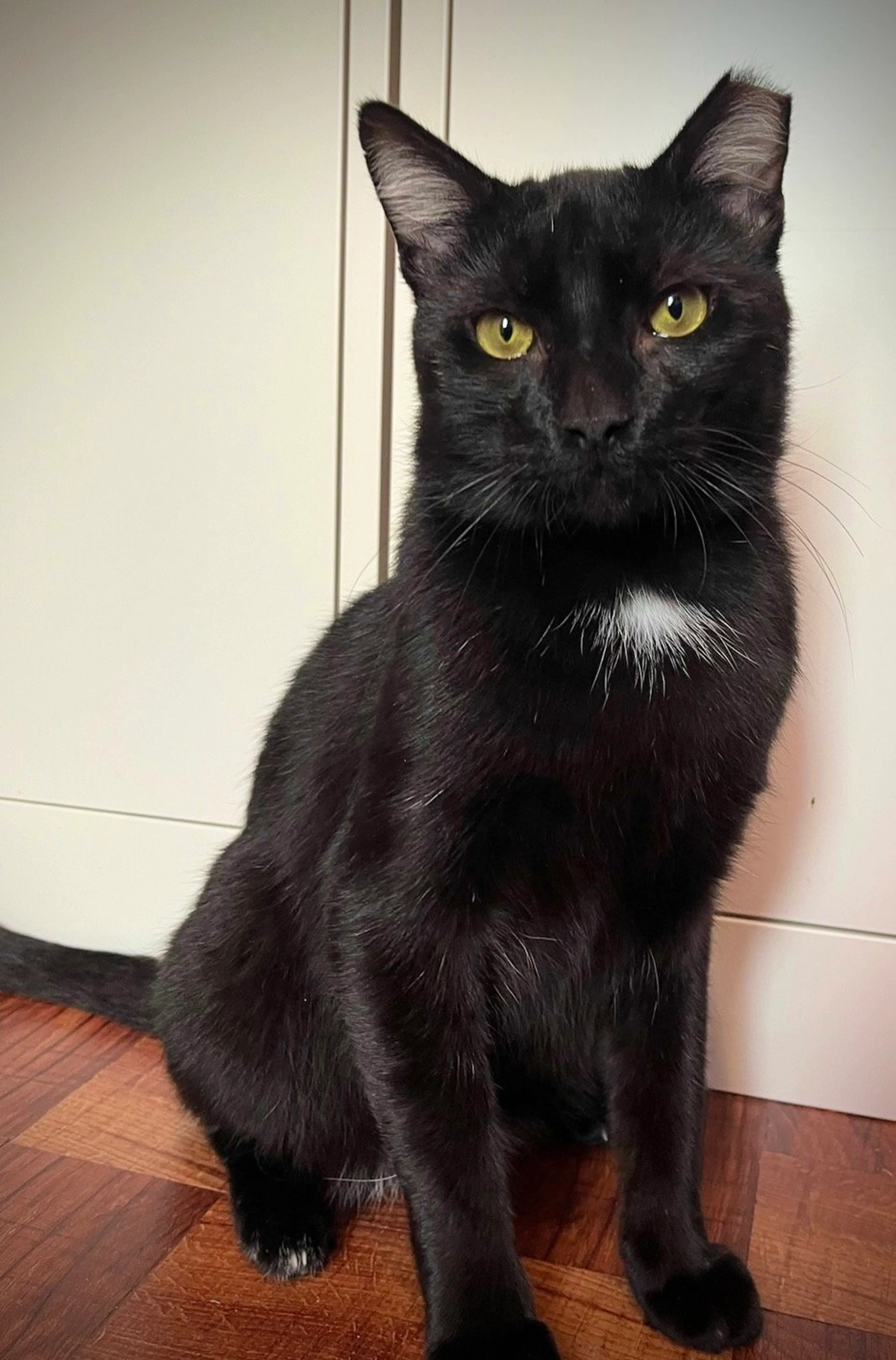 Found pet-2