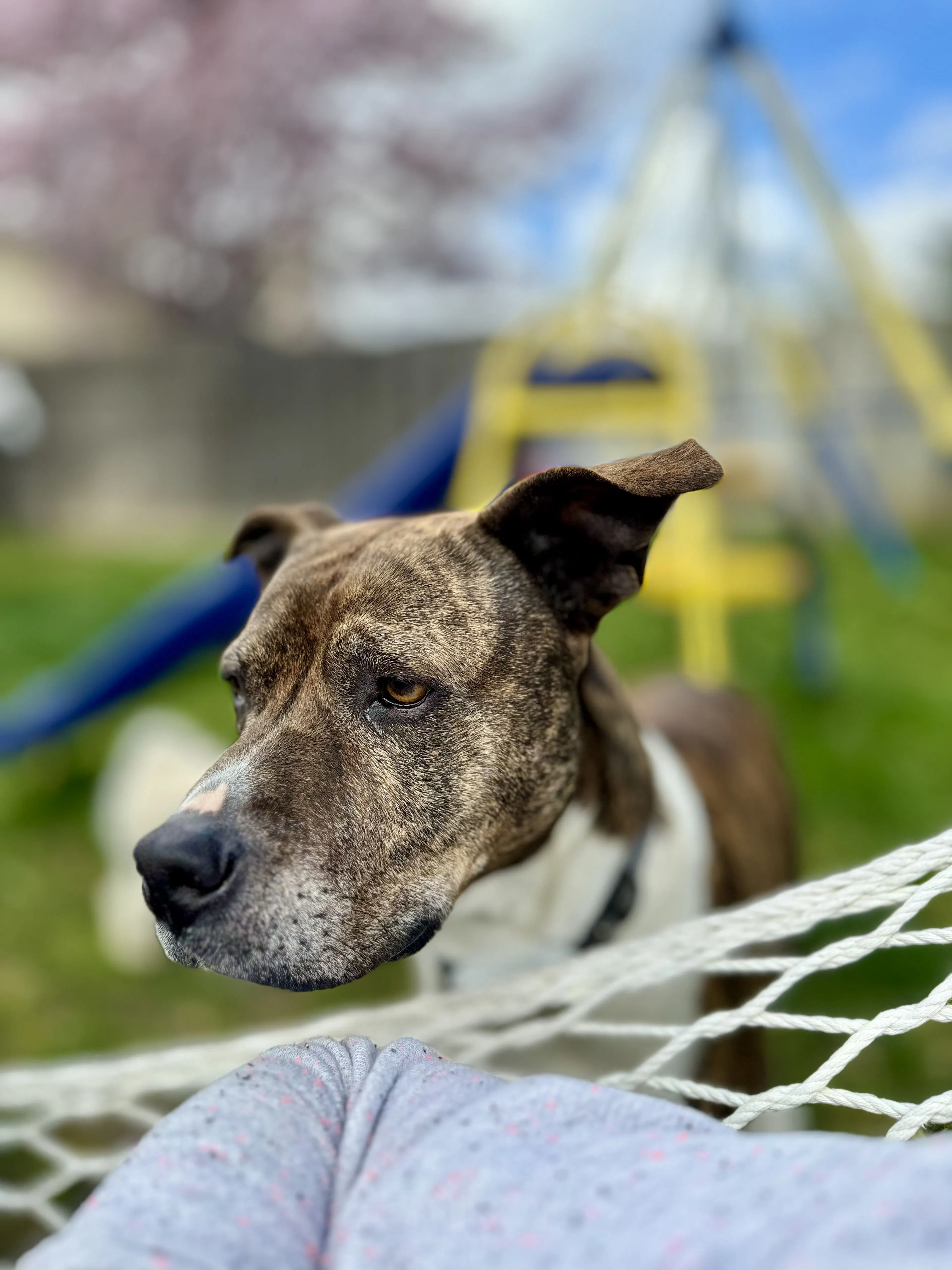 Lost pet-2