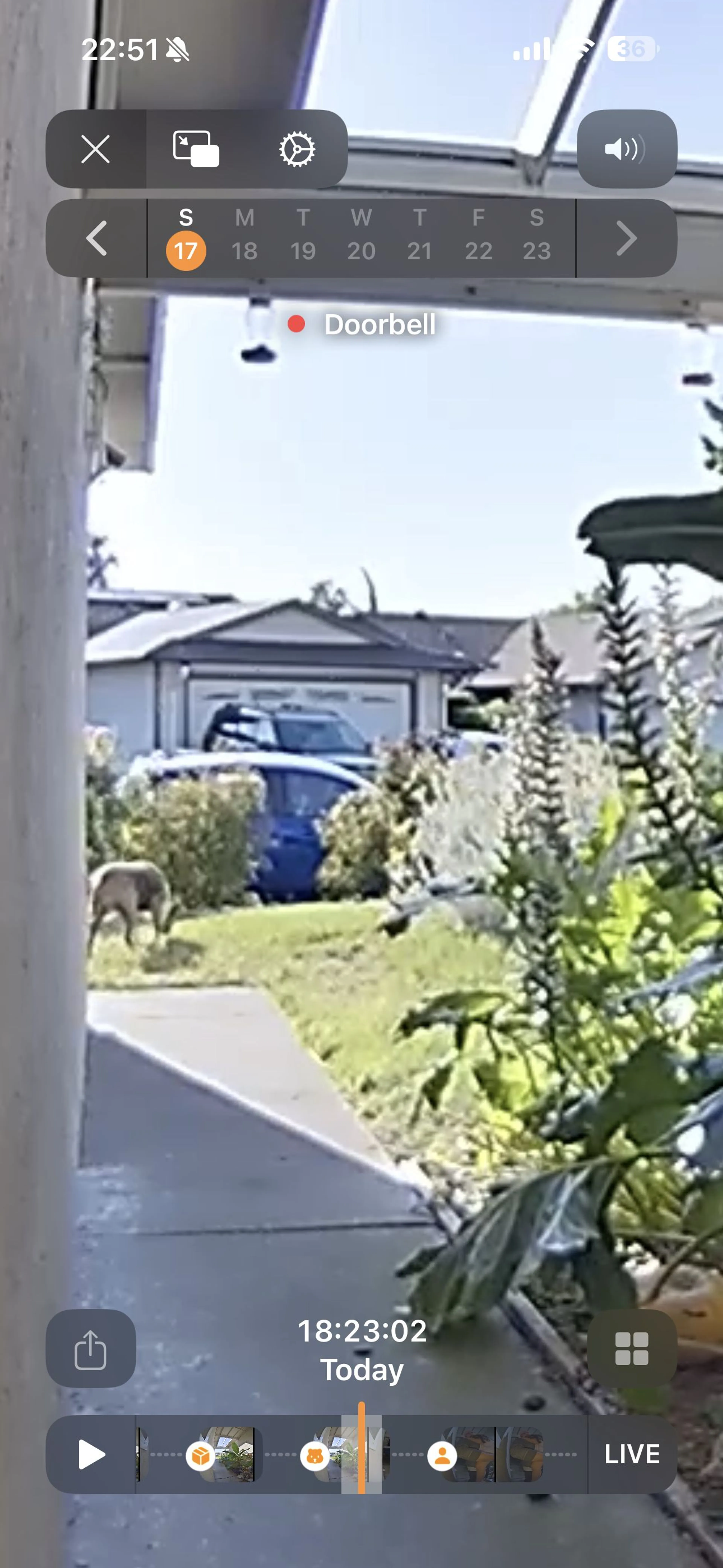 Lost pet-1