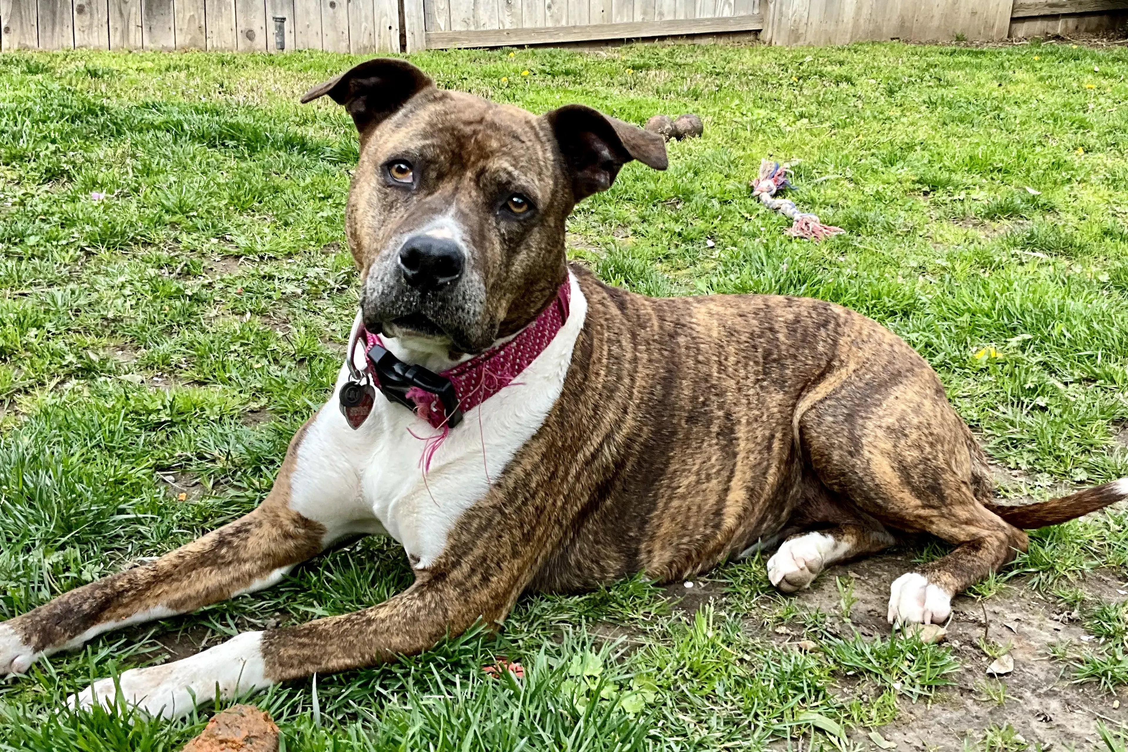 Lost pet-3
