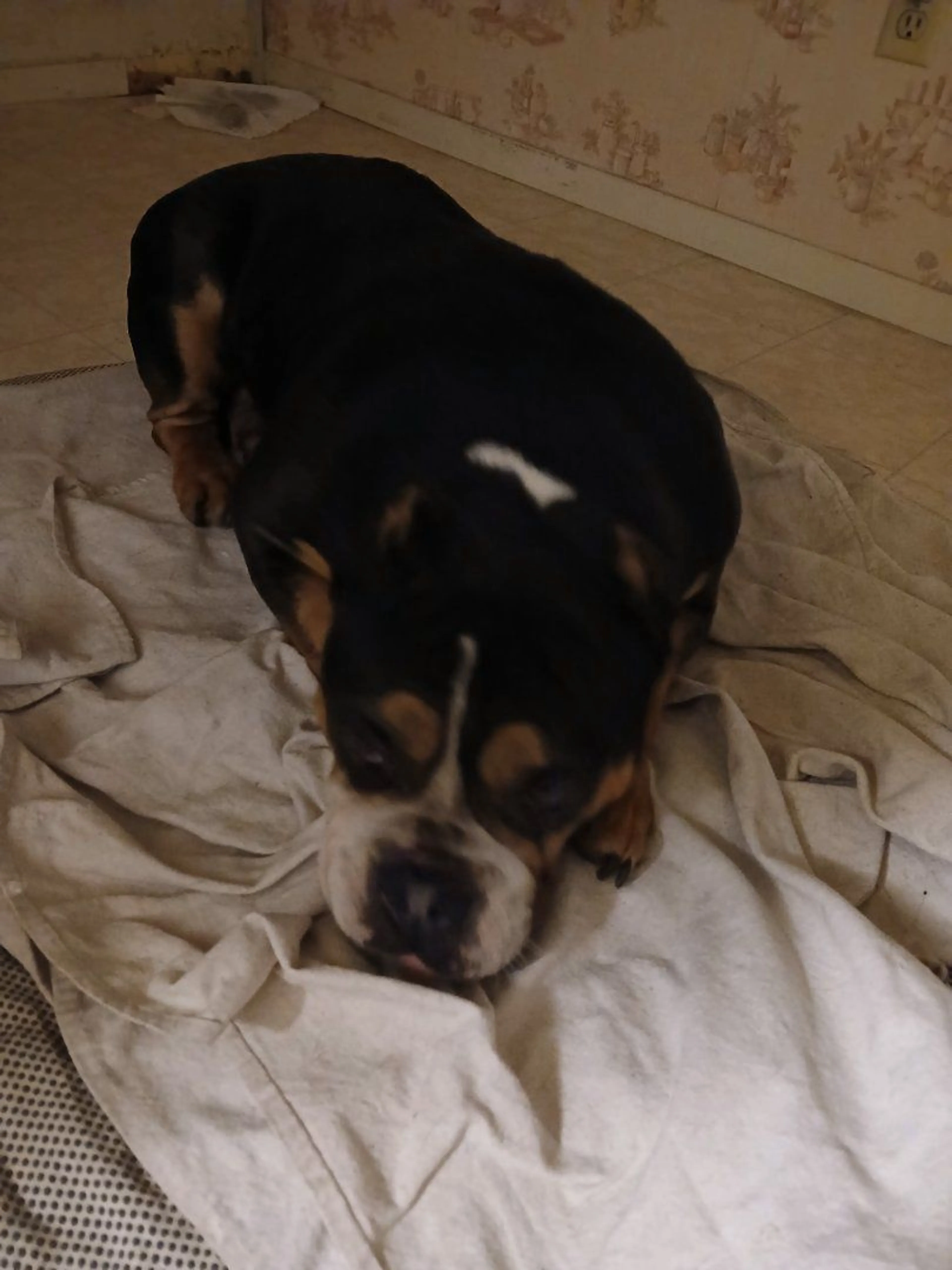 Lost pet