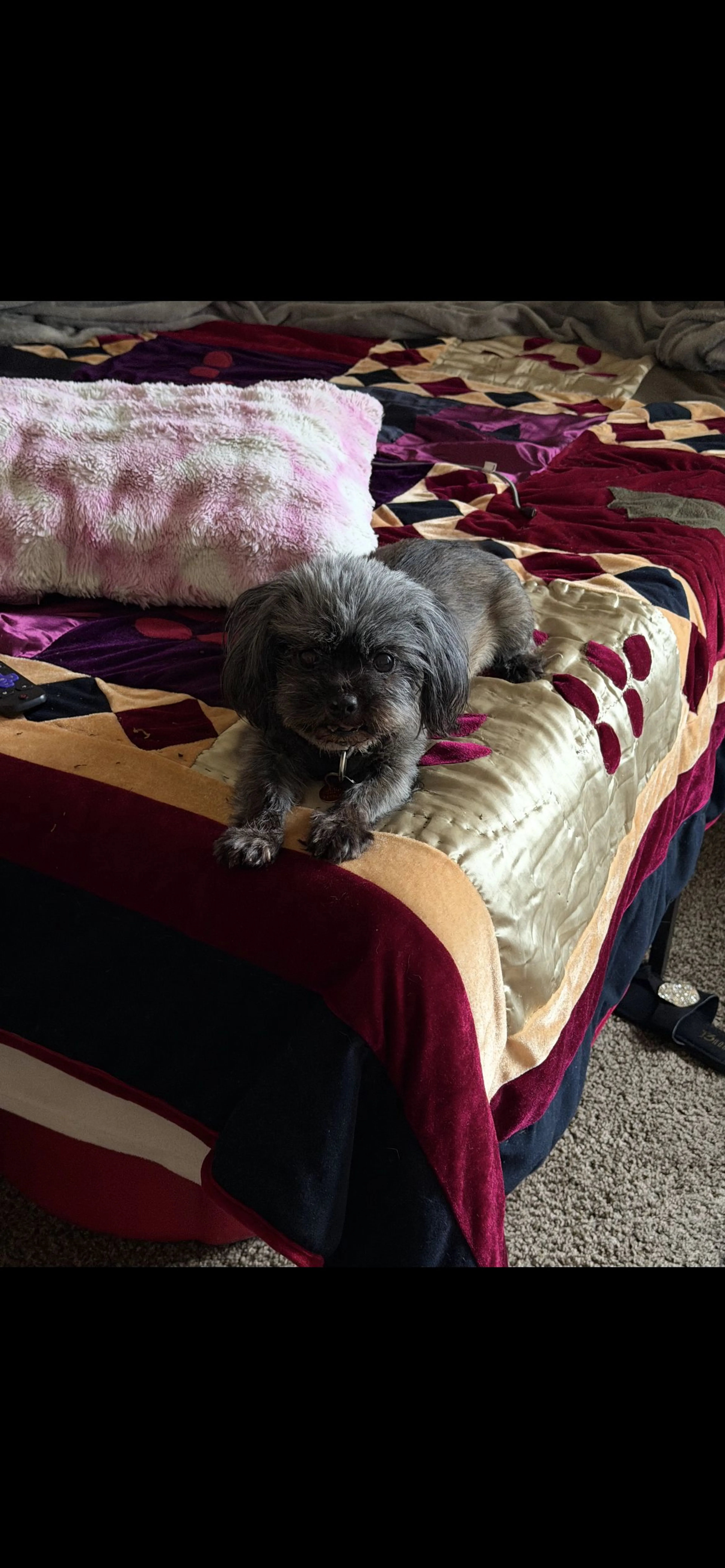 Lost pet-0