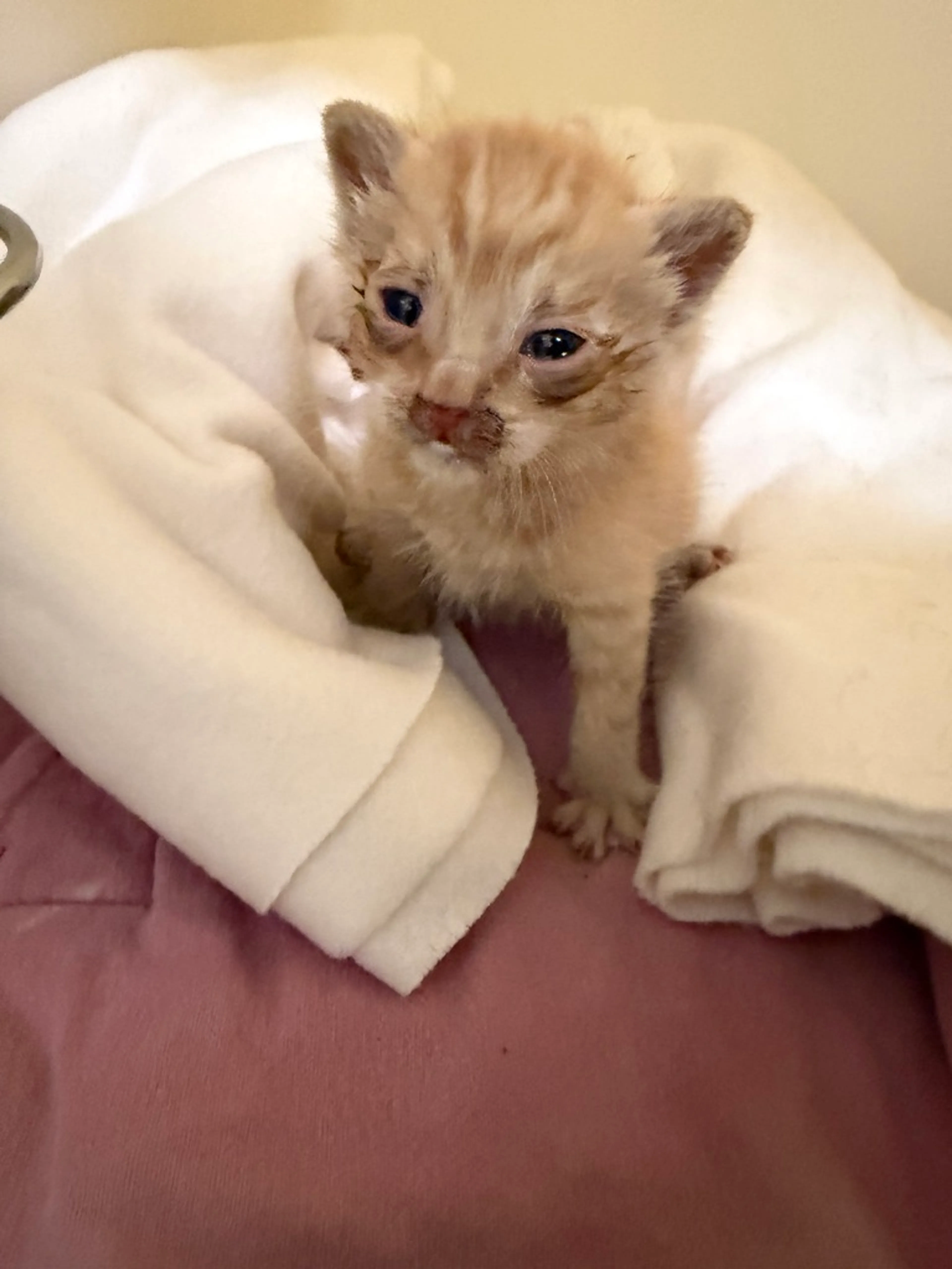 Found pet