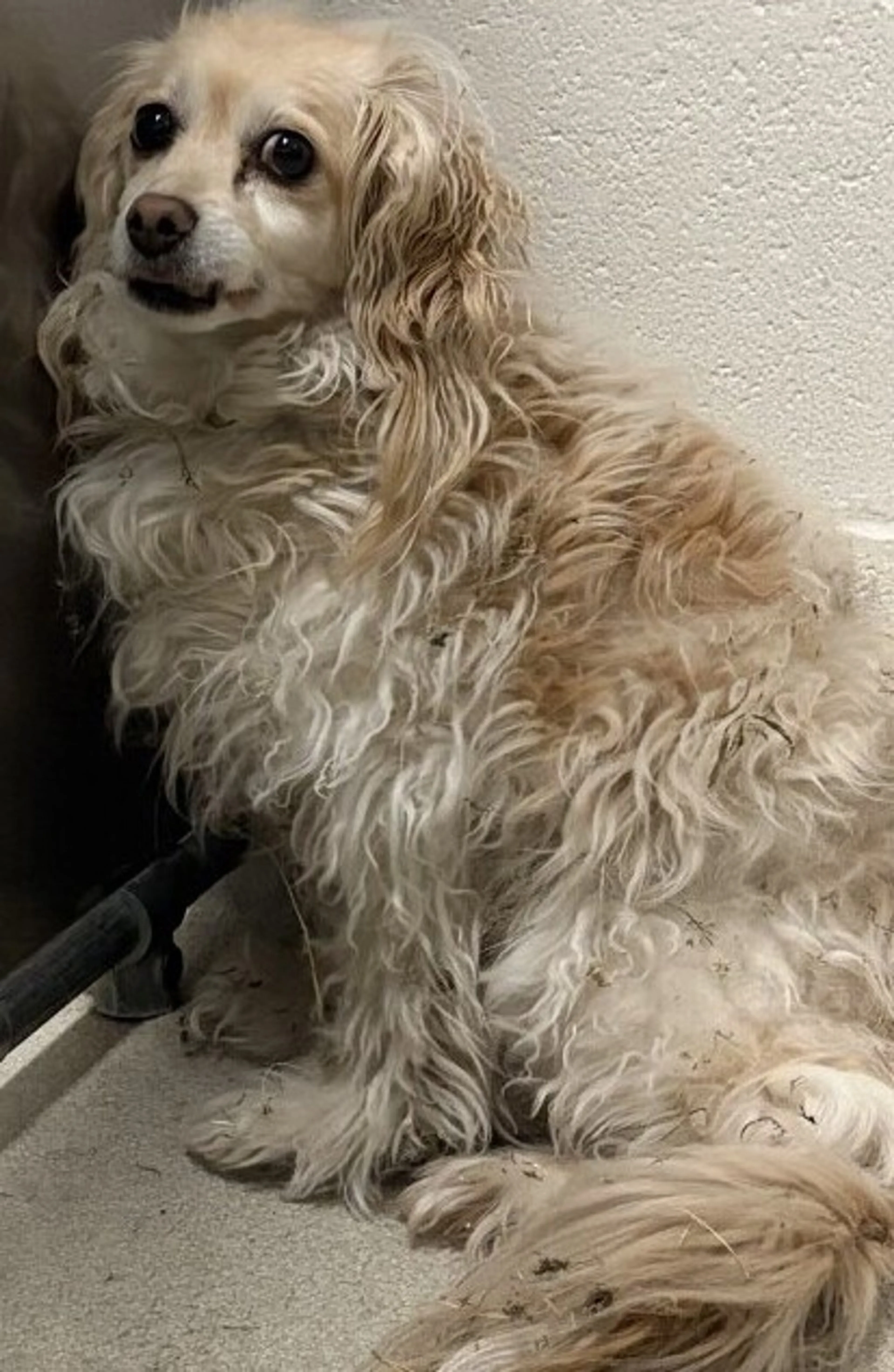 Found pet