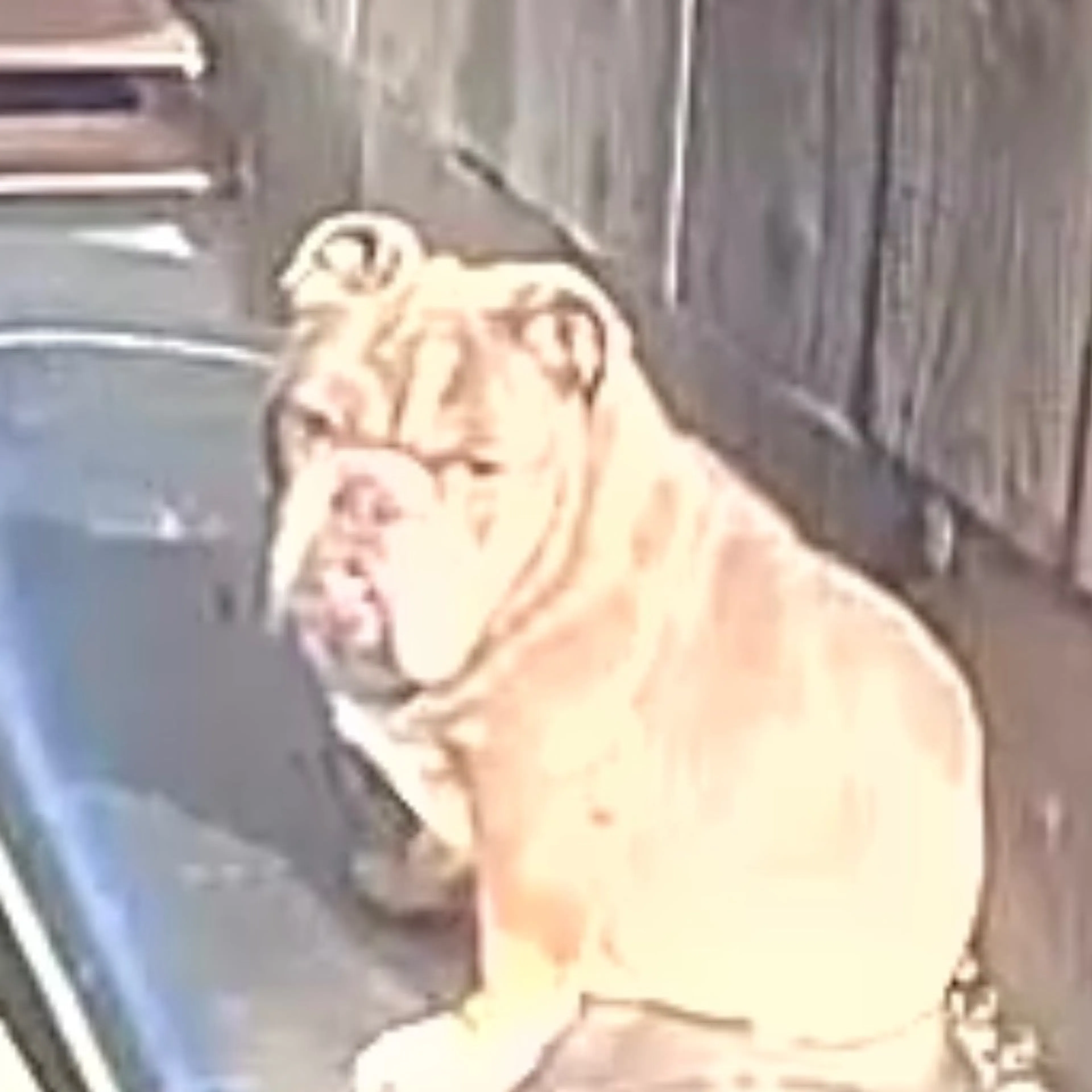 Lost pet