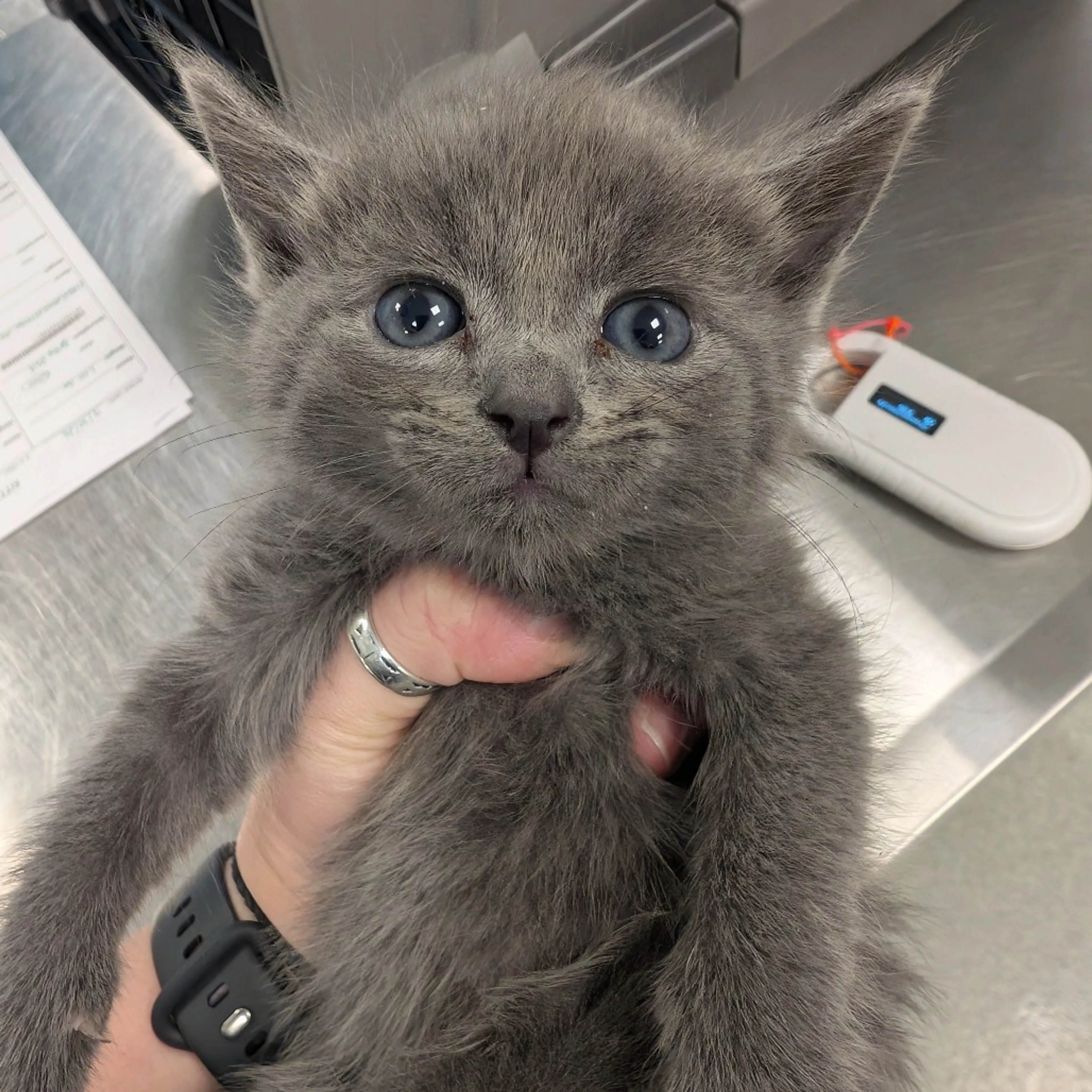 Found pet