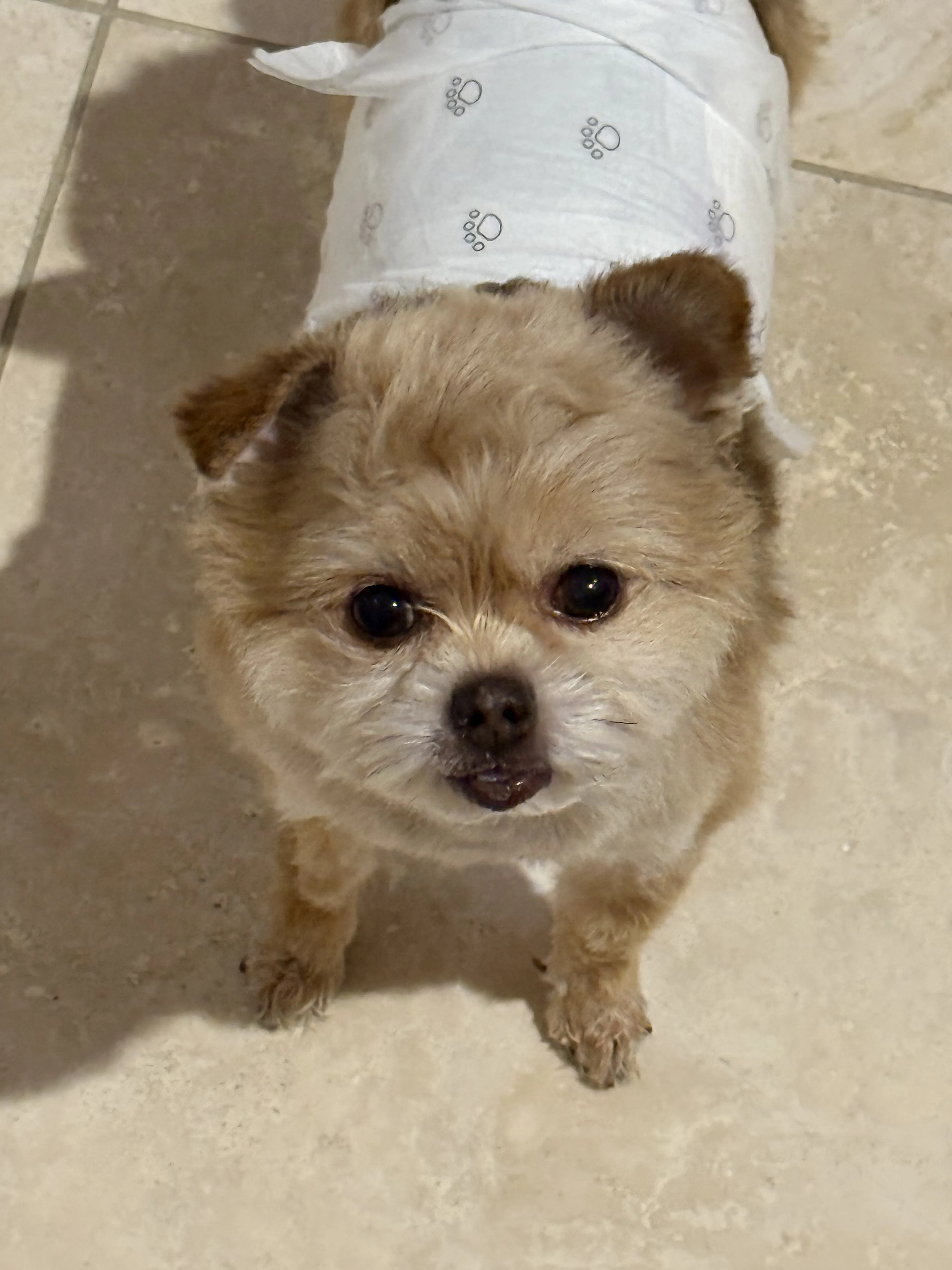 Lost pet-1