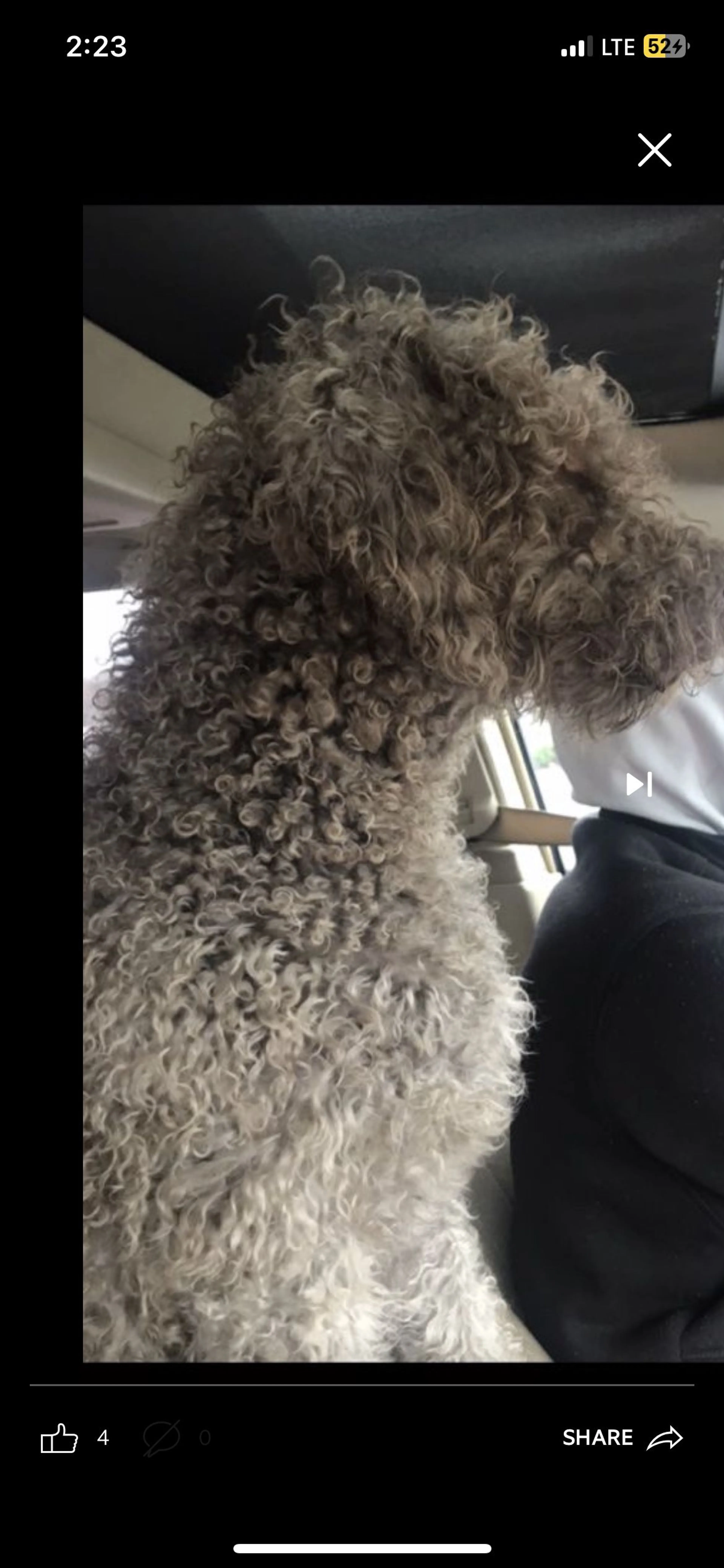 Lost pet