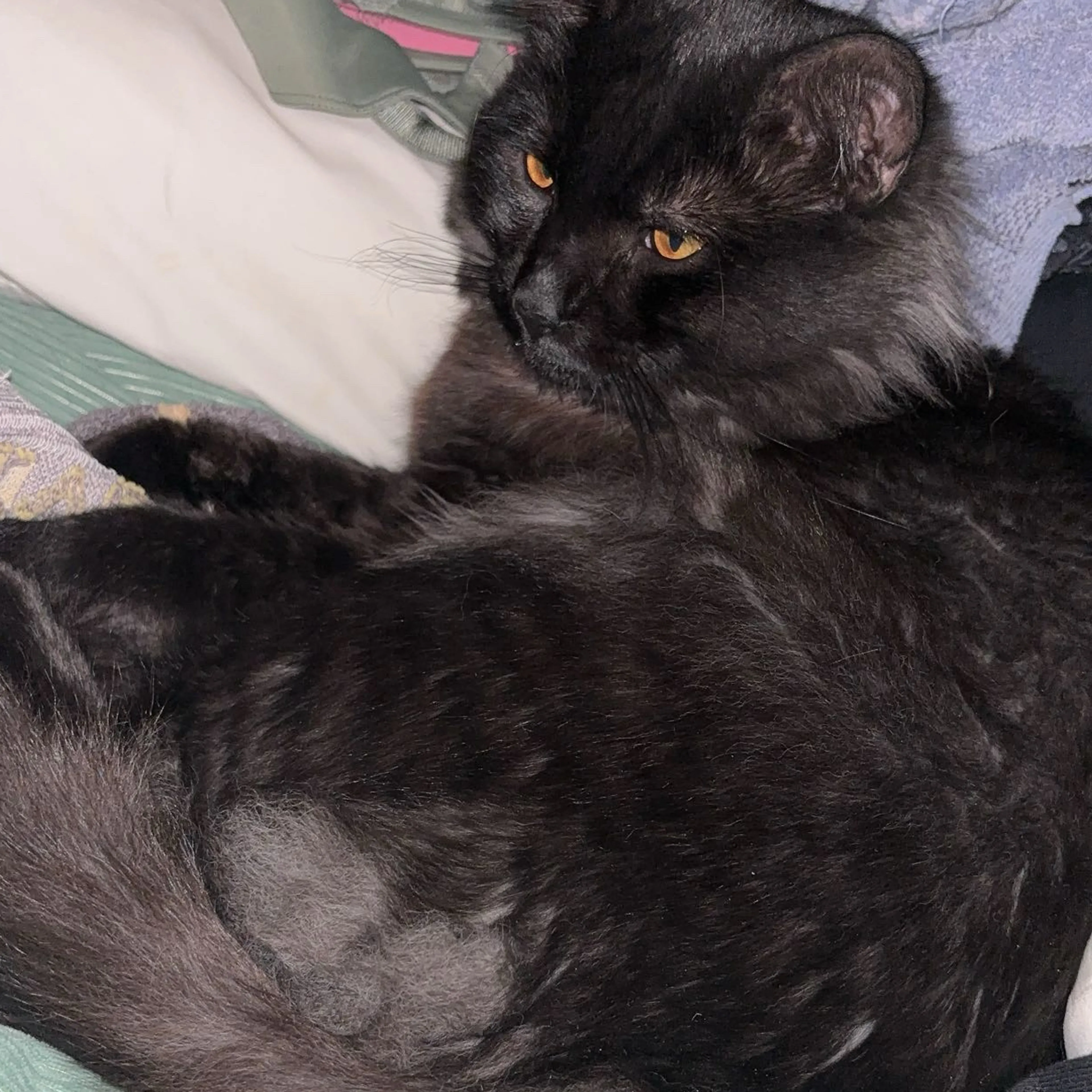 Lost pet-2