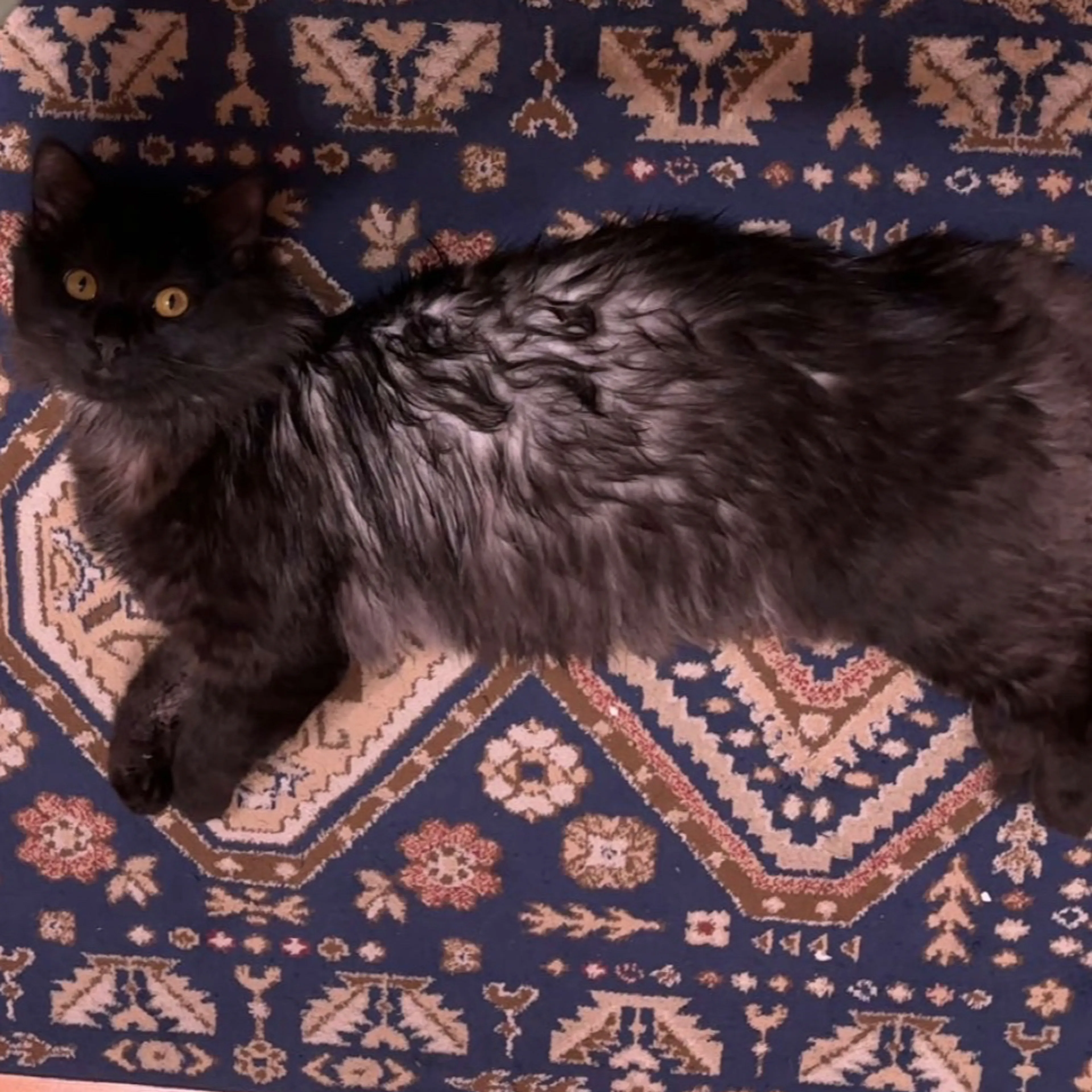 Lost pet-1