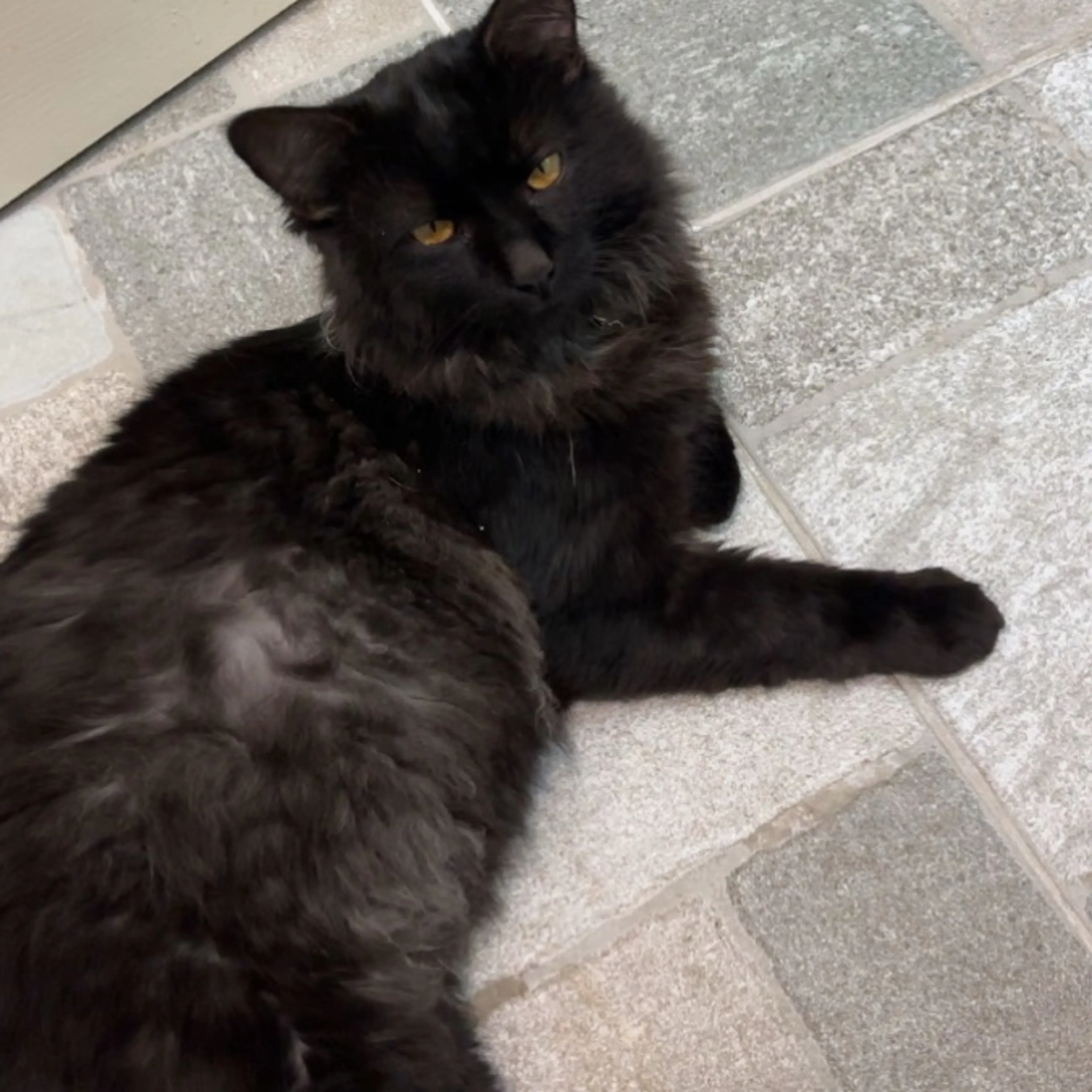 Lost pet-0