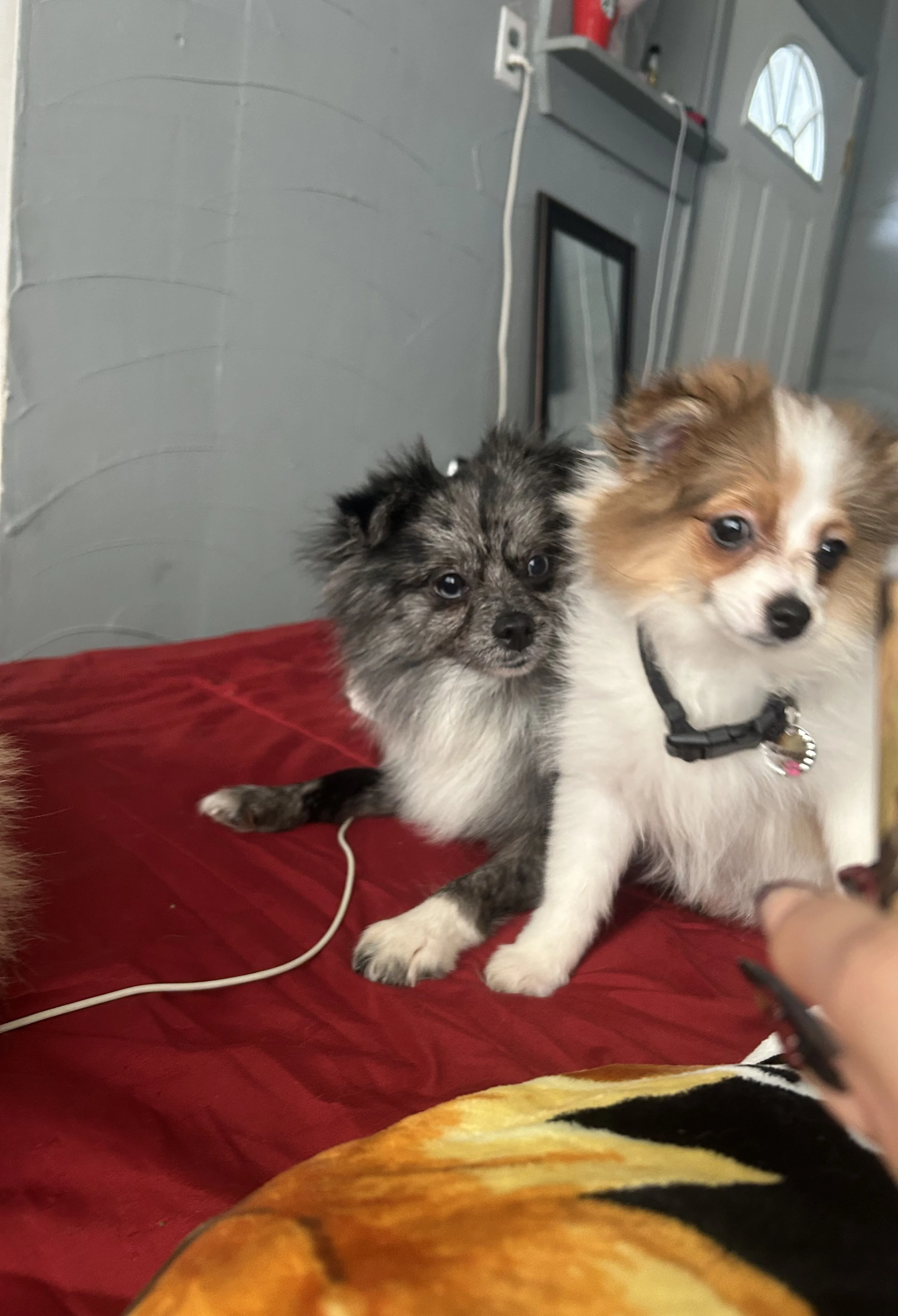 Lost pet-1