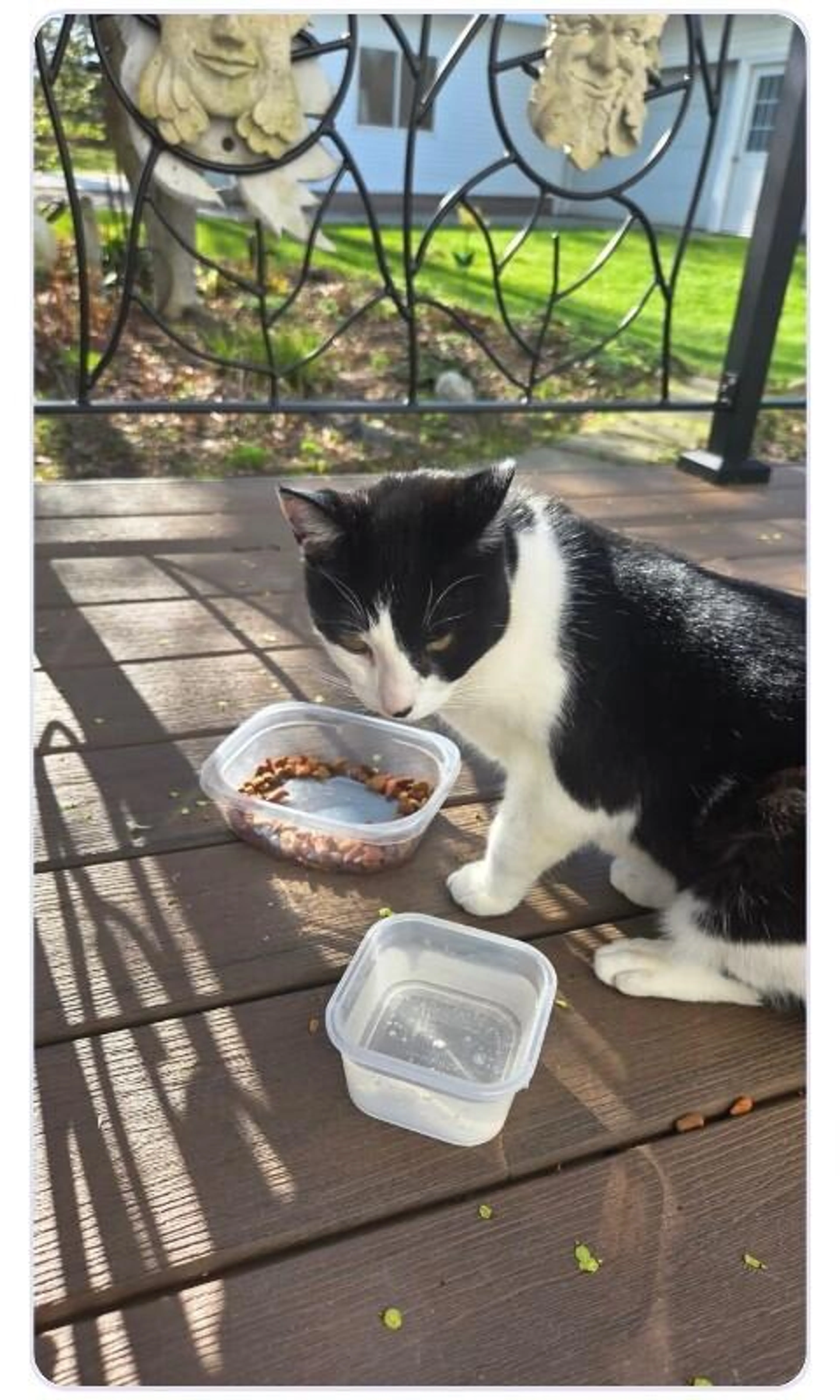 Found pet