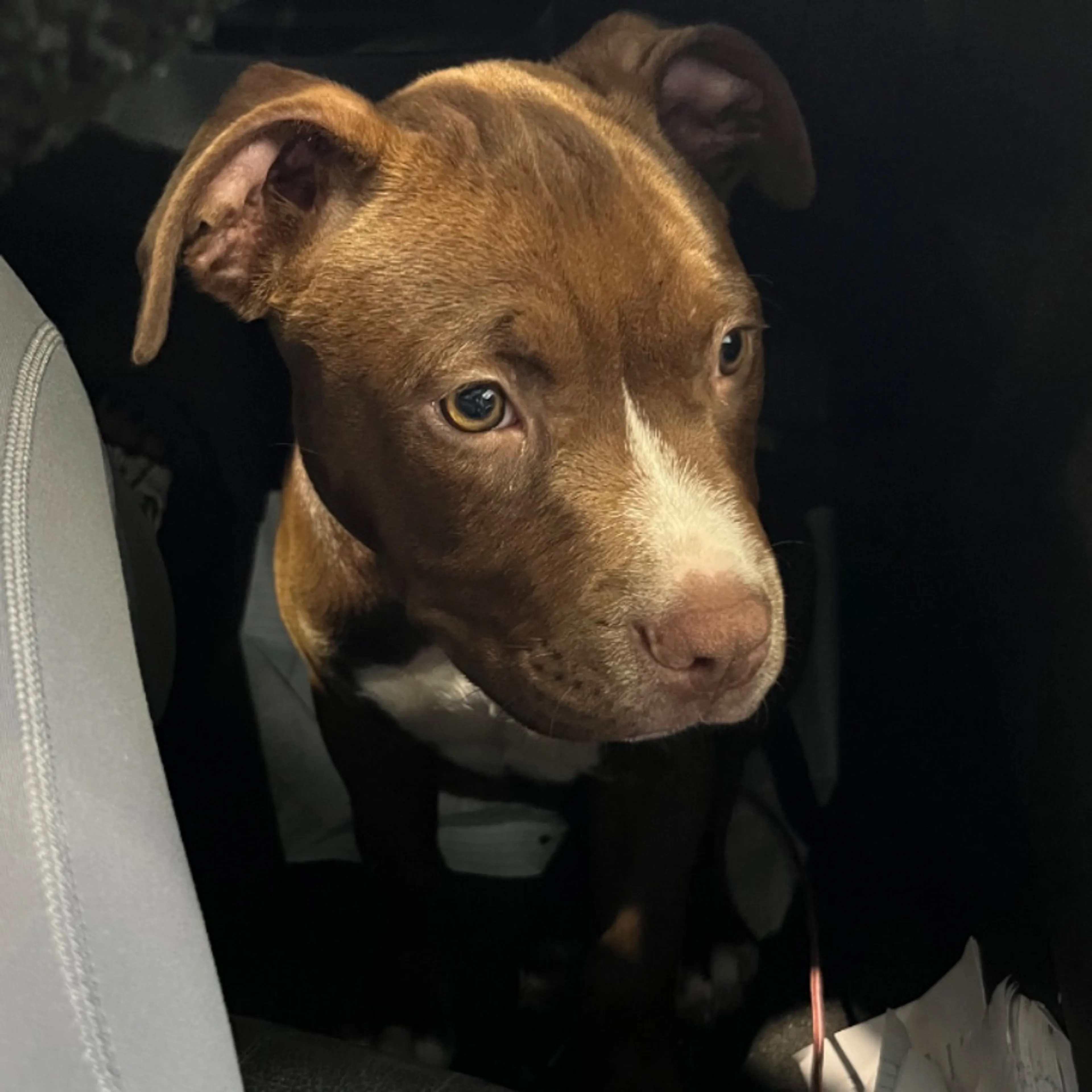 Lost pet