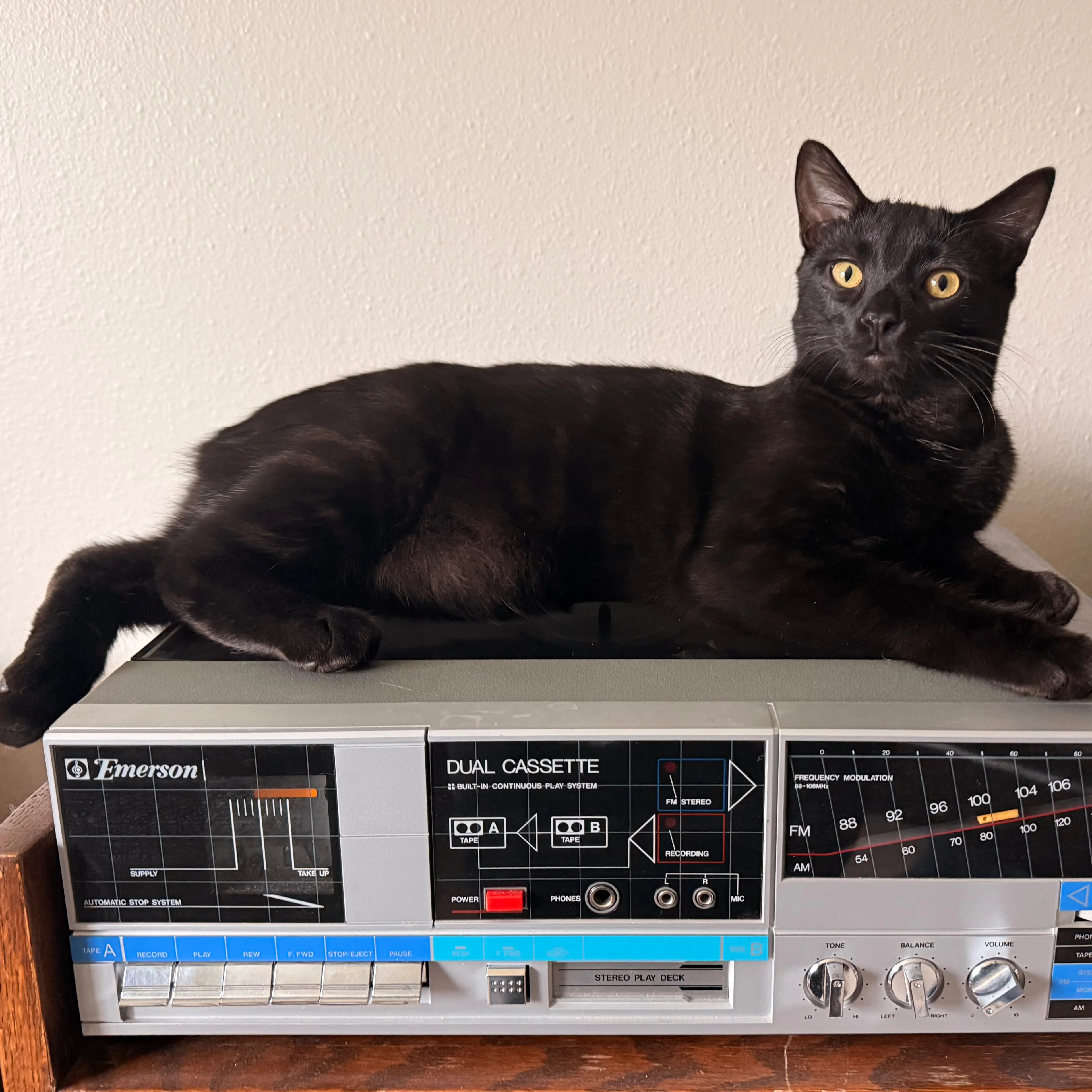 Lost pet-1