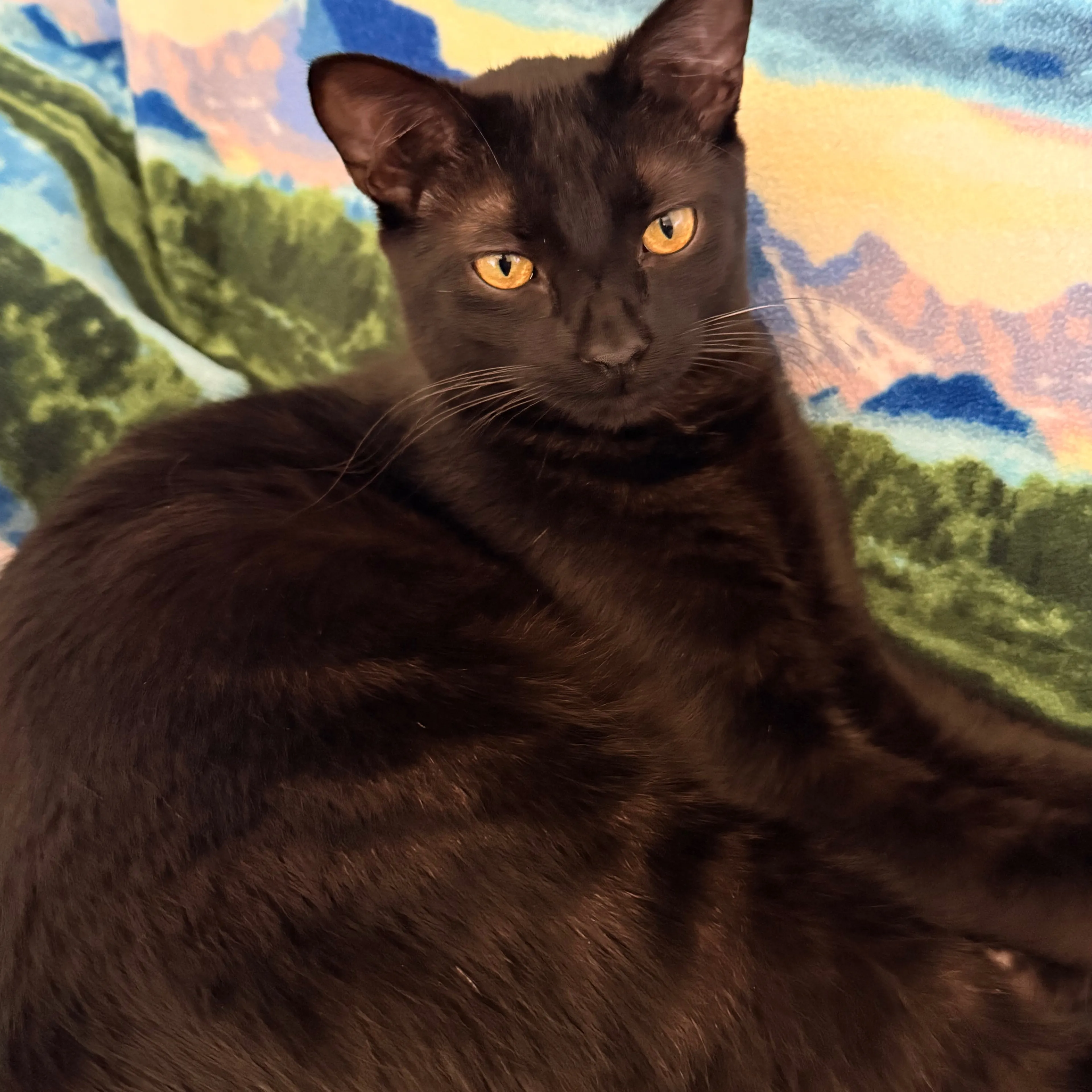 Lost pet-2